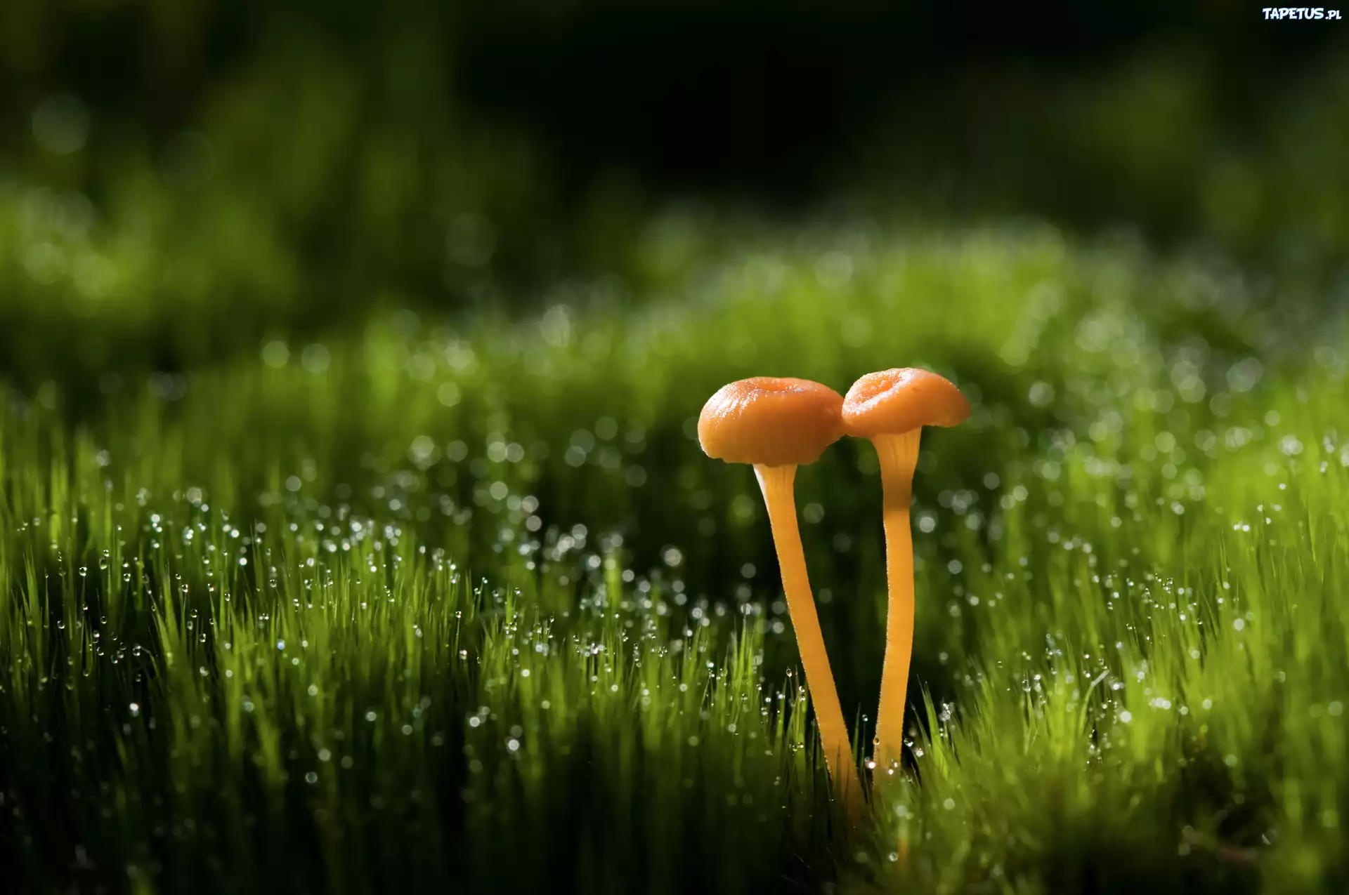 природа трава листья гриб скачать
