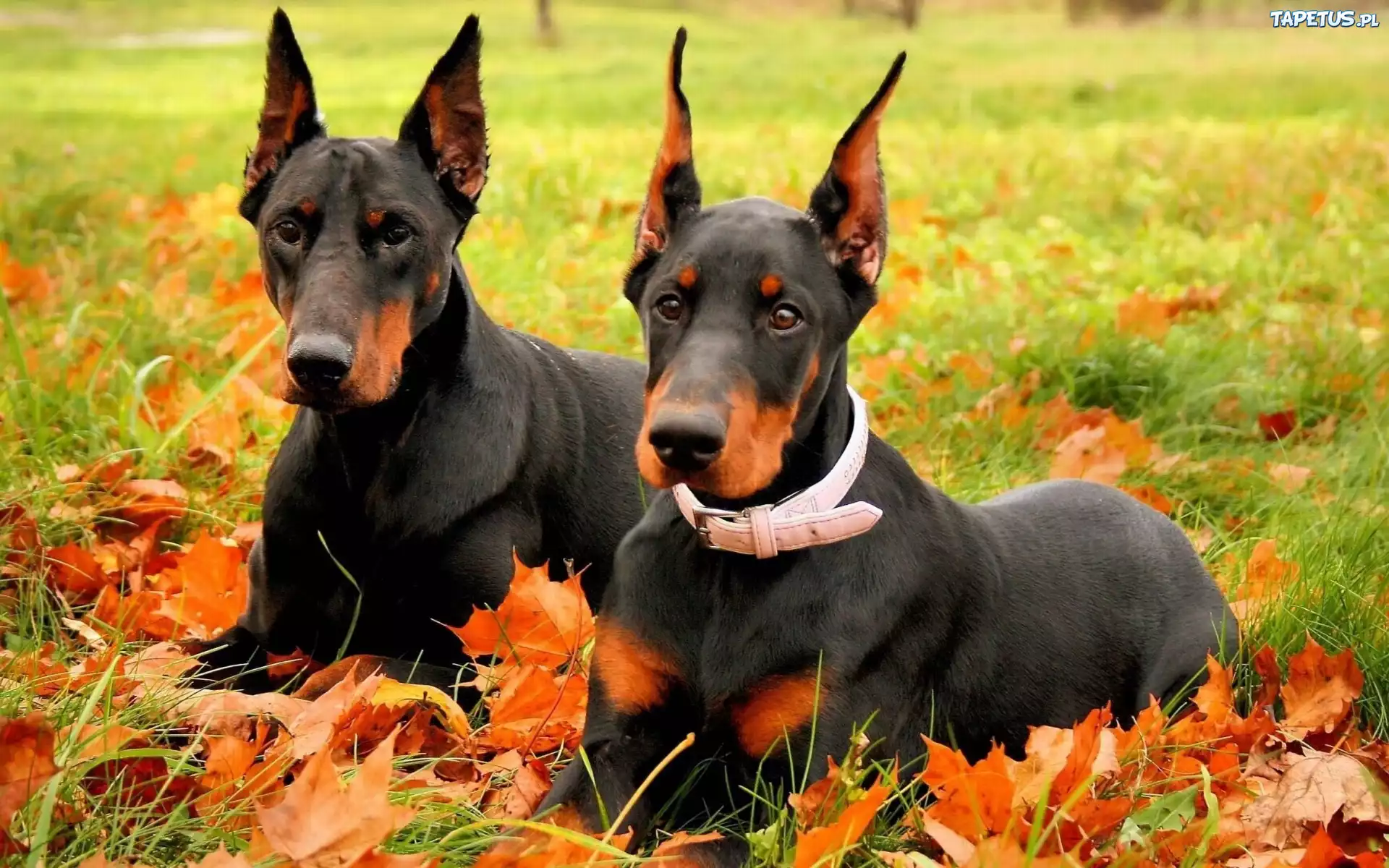 Dobermany, Łąka, Liście, Jesień