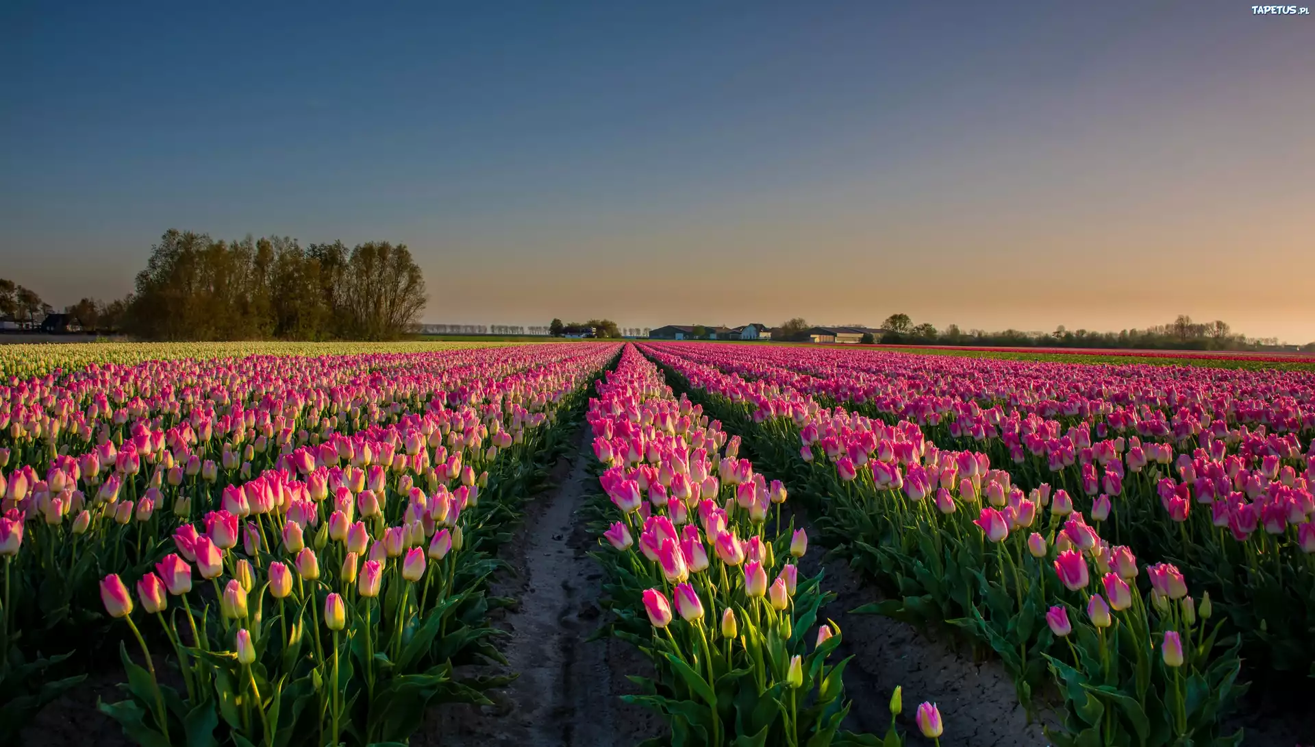Pole, Tulipany, Wschód słońca
