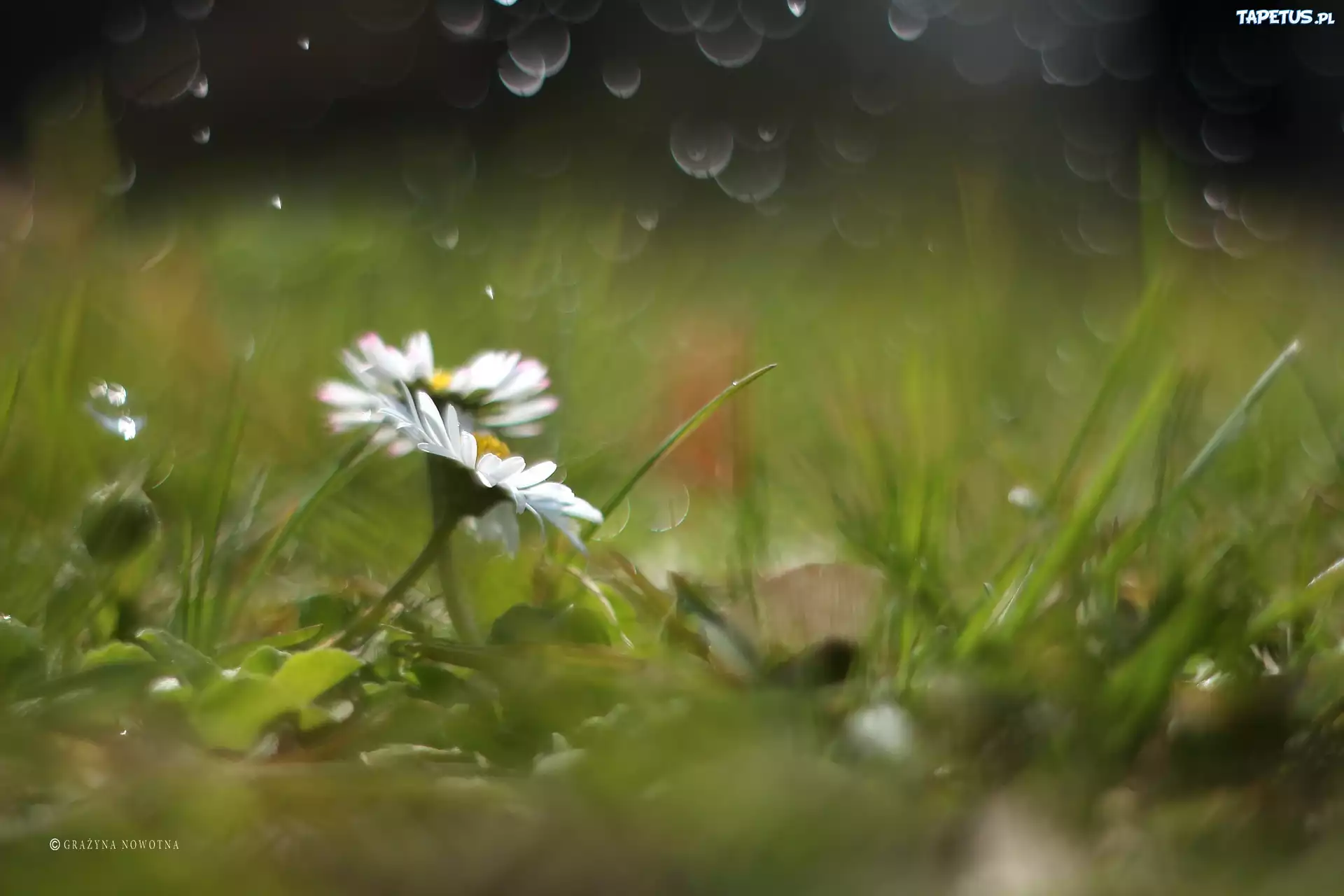 Stokrotki, Białe, Kwiaty, Bokeh