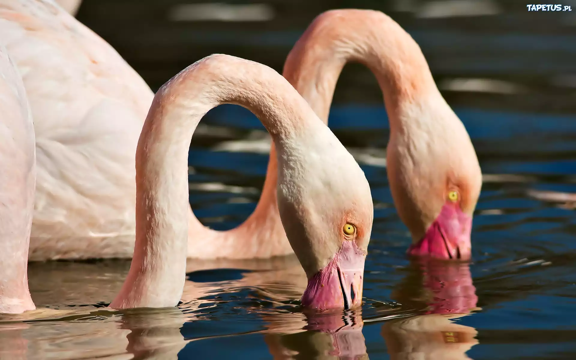 Flamingi, Głowy, Woda