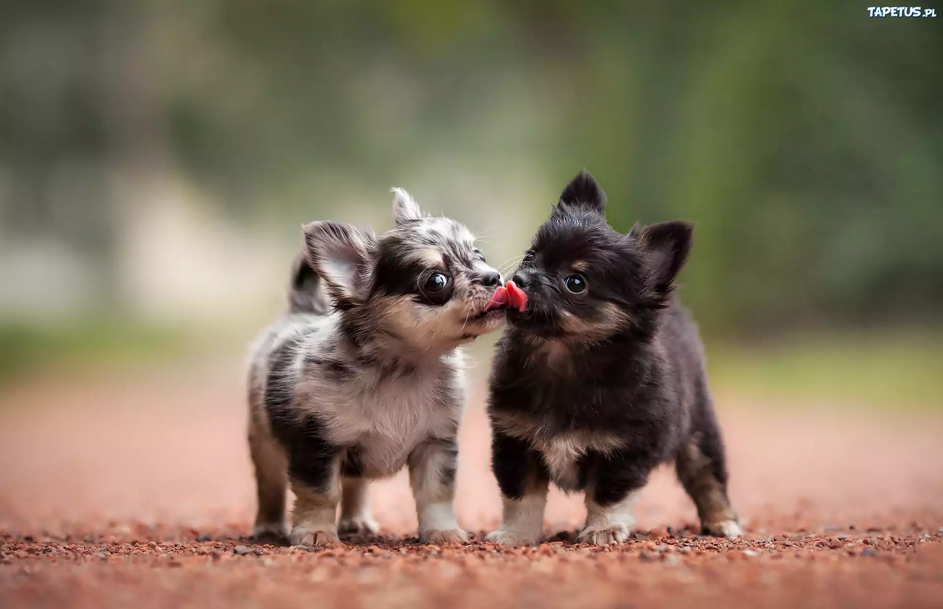 Chihuahua, Pieski, Słodkie, Szczeniaczki