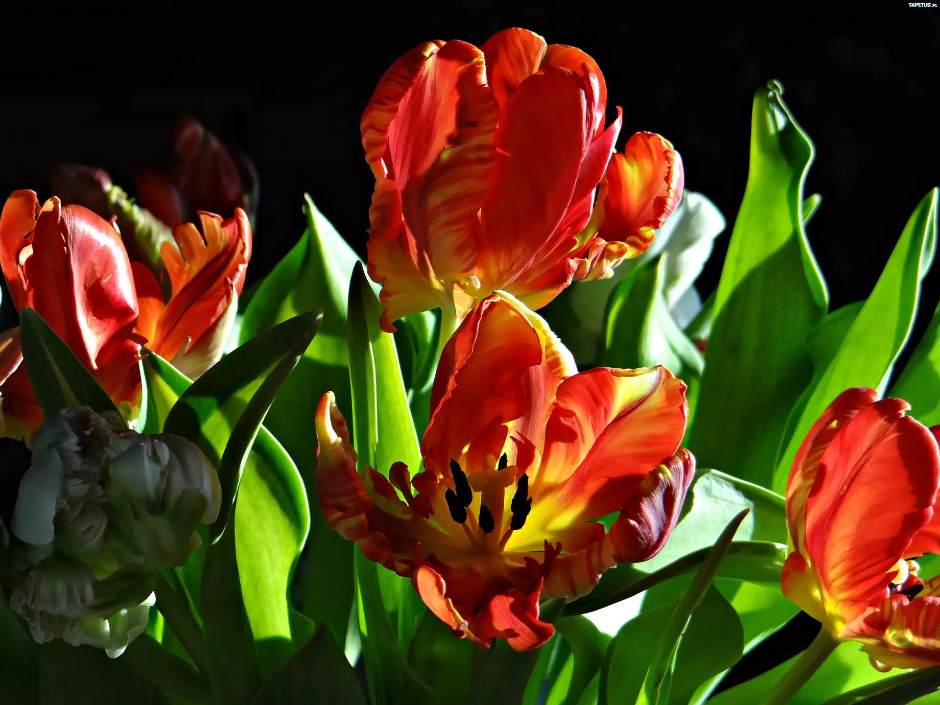 Tulipany, Światło