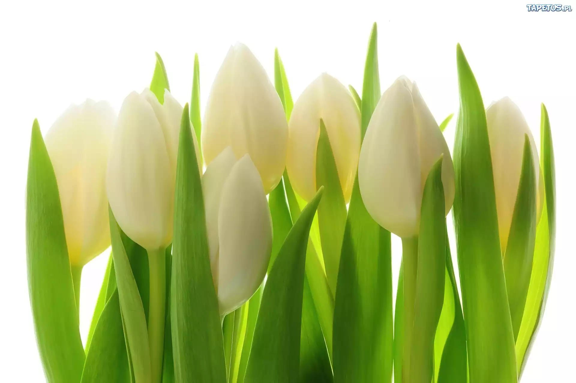 Białe, Tulipany