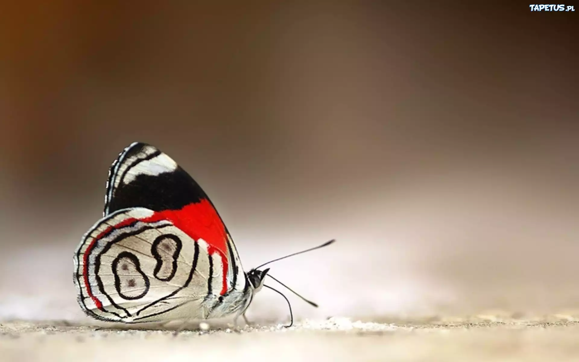 Motyl