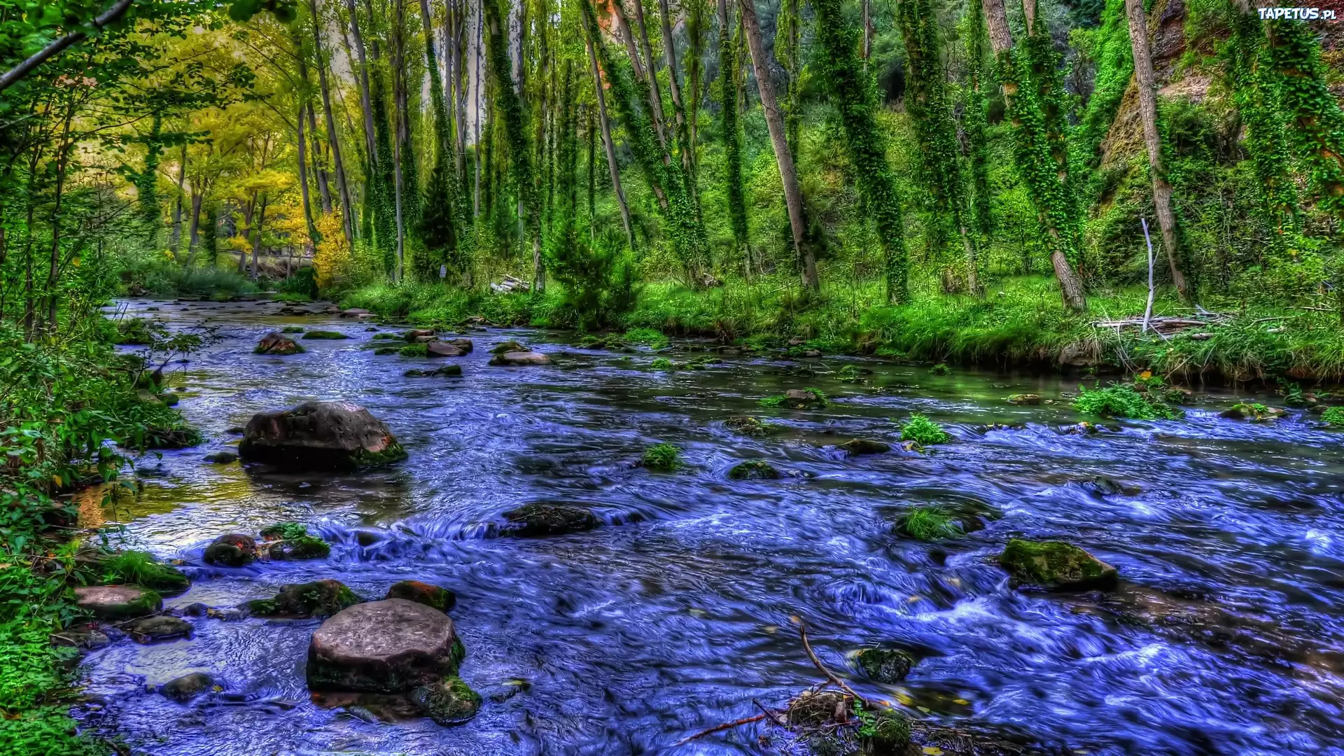 Лес река ручей скачать