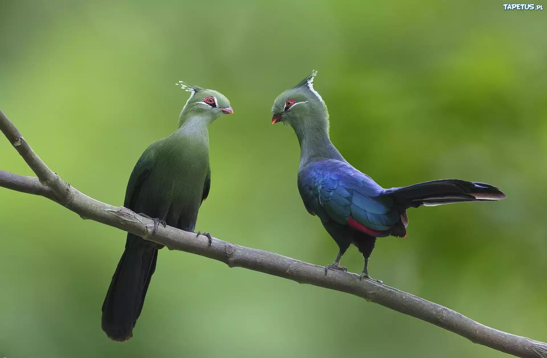 Ptaki, Turaco, Para