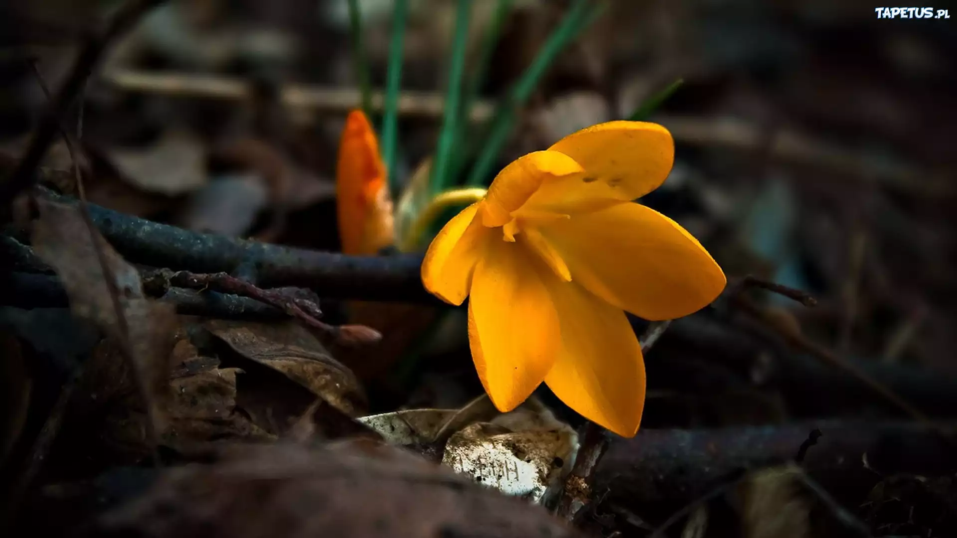 Żółty, Krokus