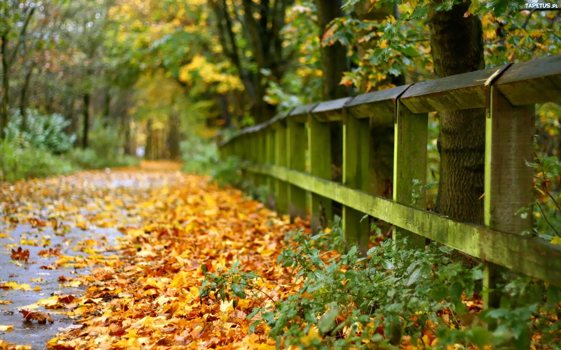 Park, Liście, Droga, Ogrodzenie, Jesień