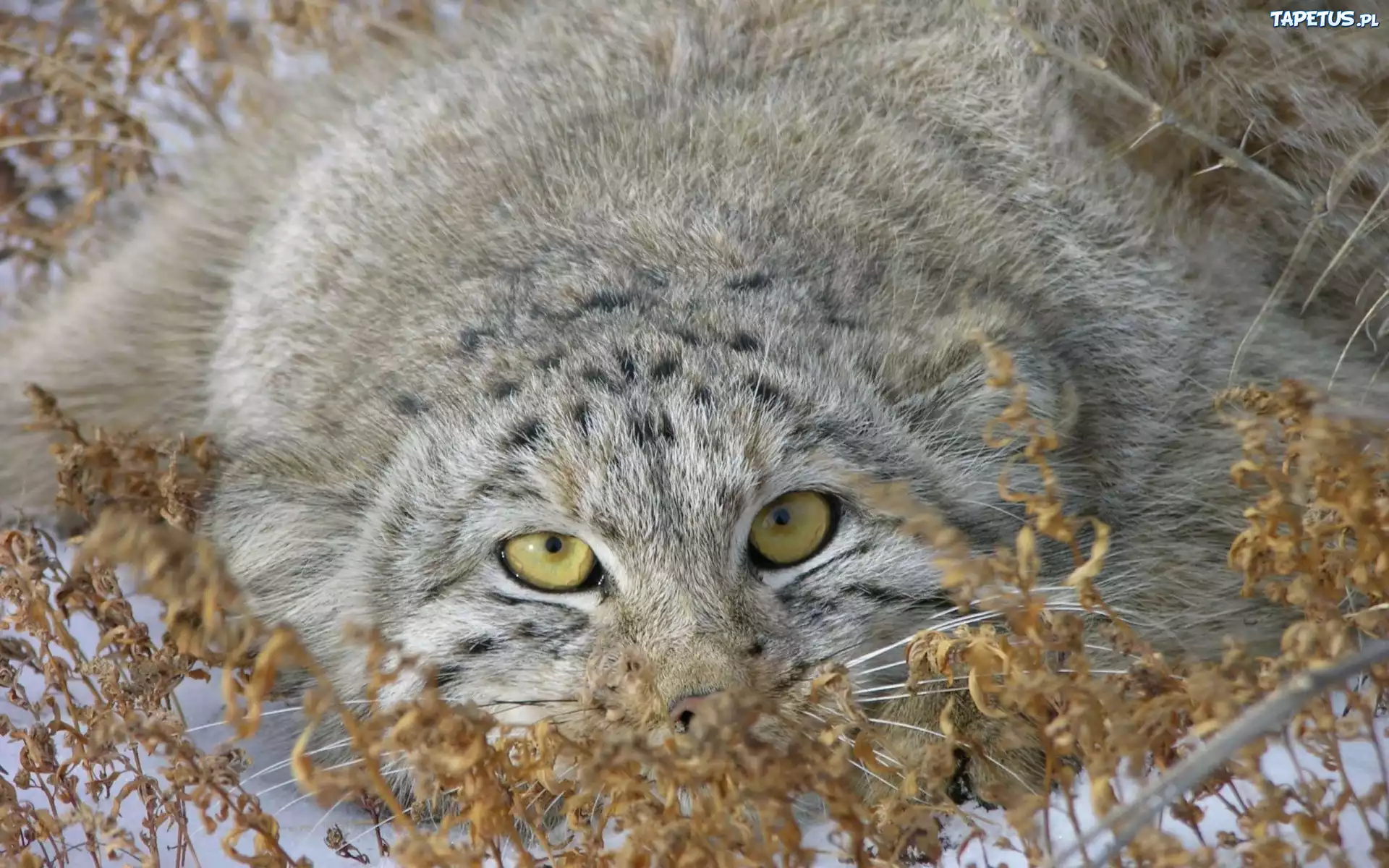 Manul, Oczy