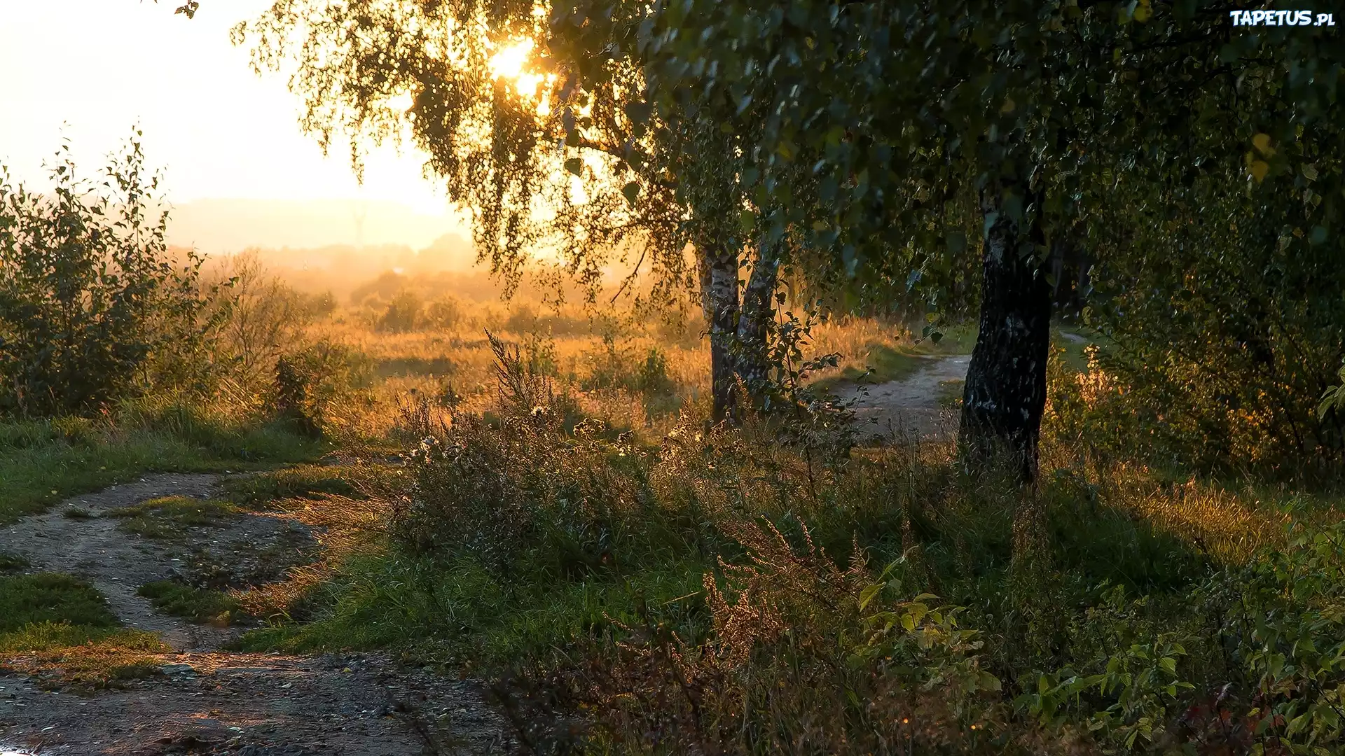 Brzozy, Trawa, Słońce