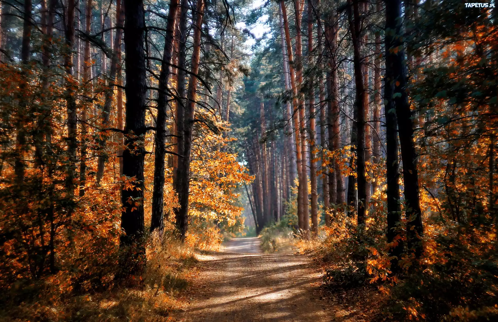 Las, Droga, Drzewa, Przebijające, Światło, Jesień