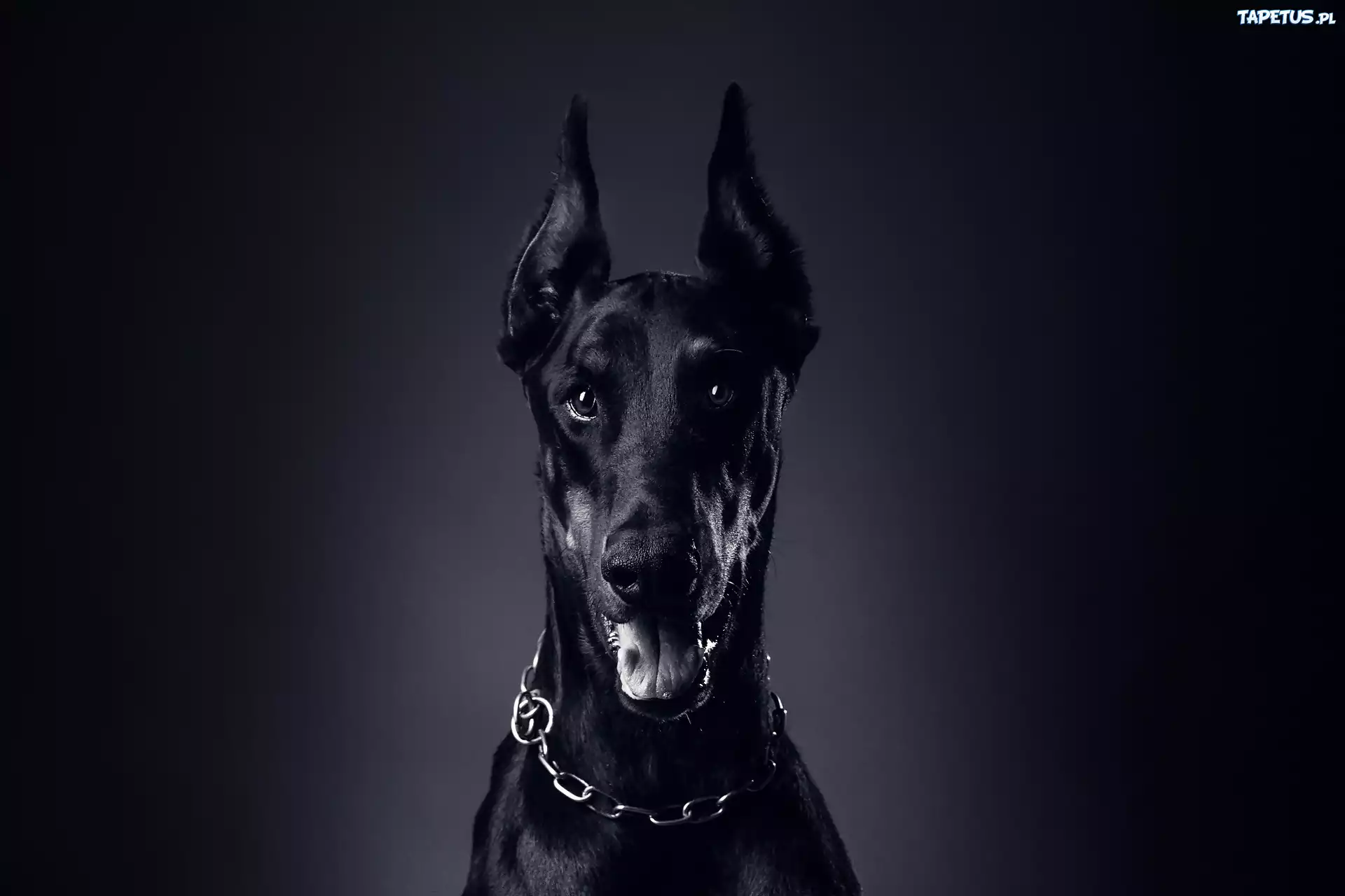 Pies, Doberman