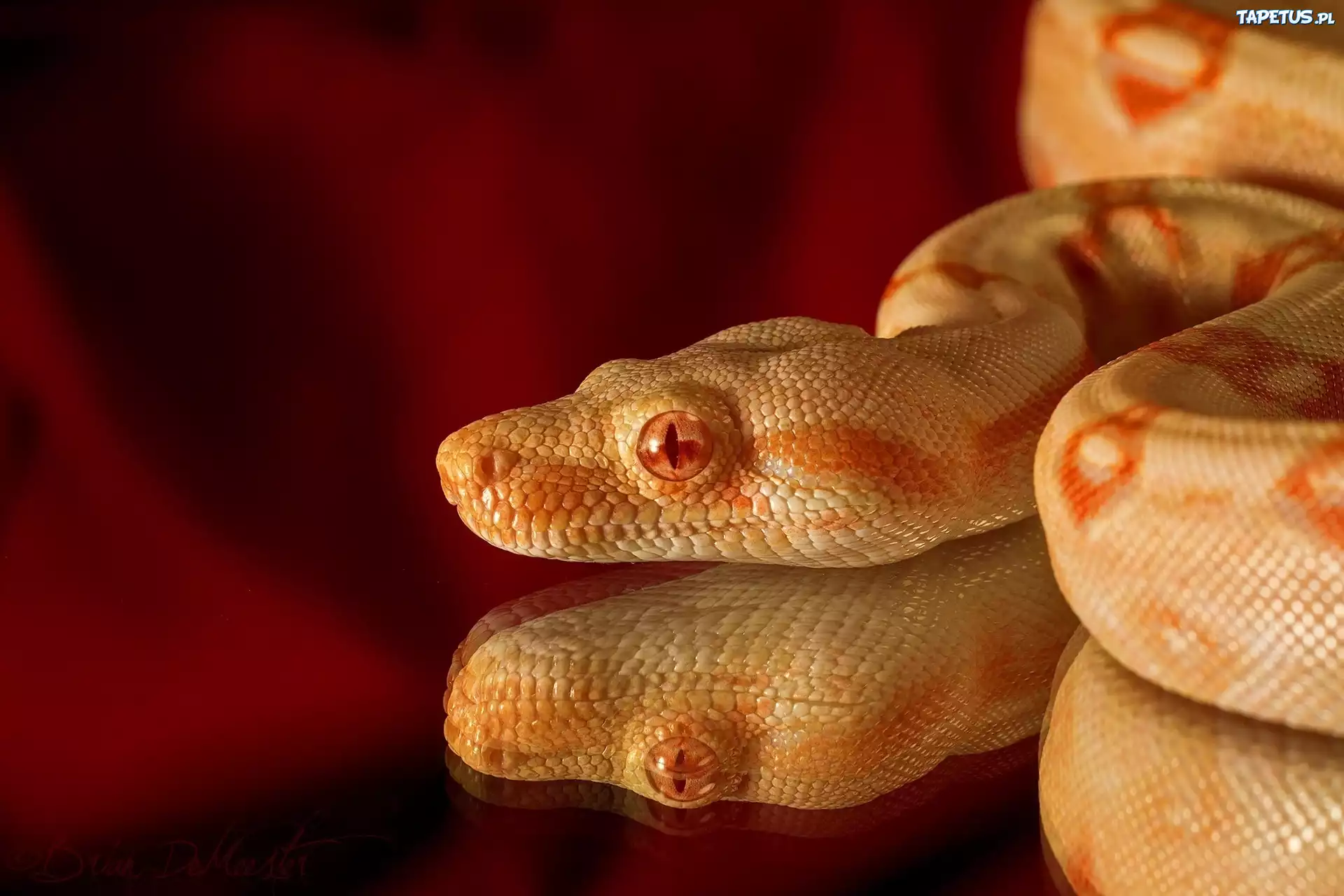 Wąż, Albinos, Pyton