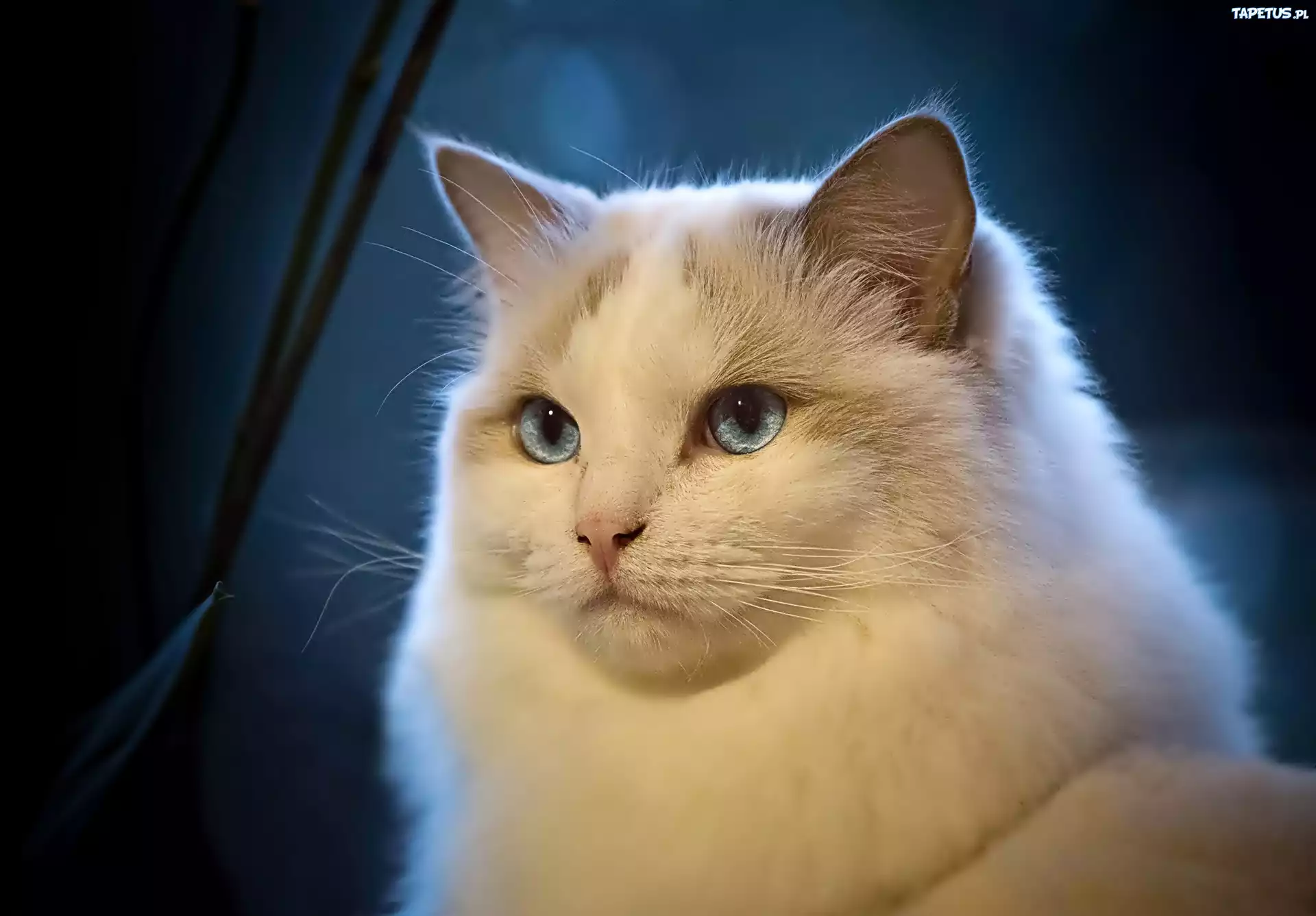 Kot, Rasy, Ragdoll