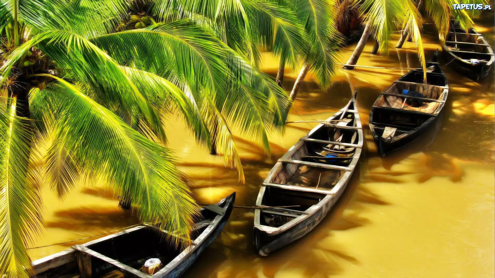 Łodzie, Gałązki, Palm