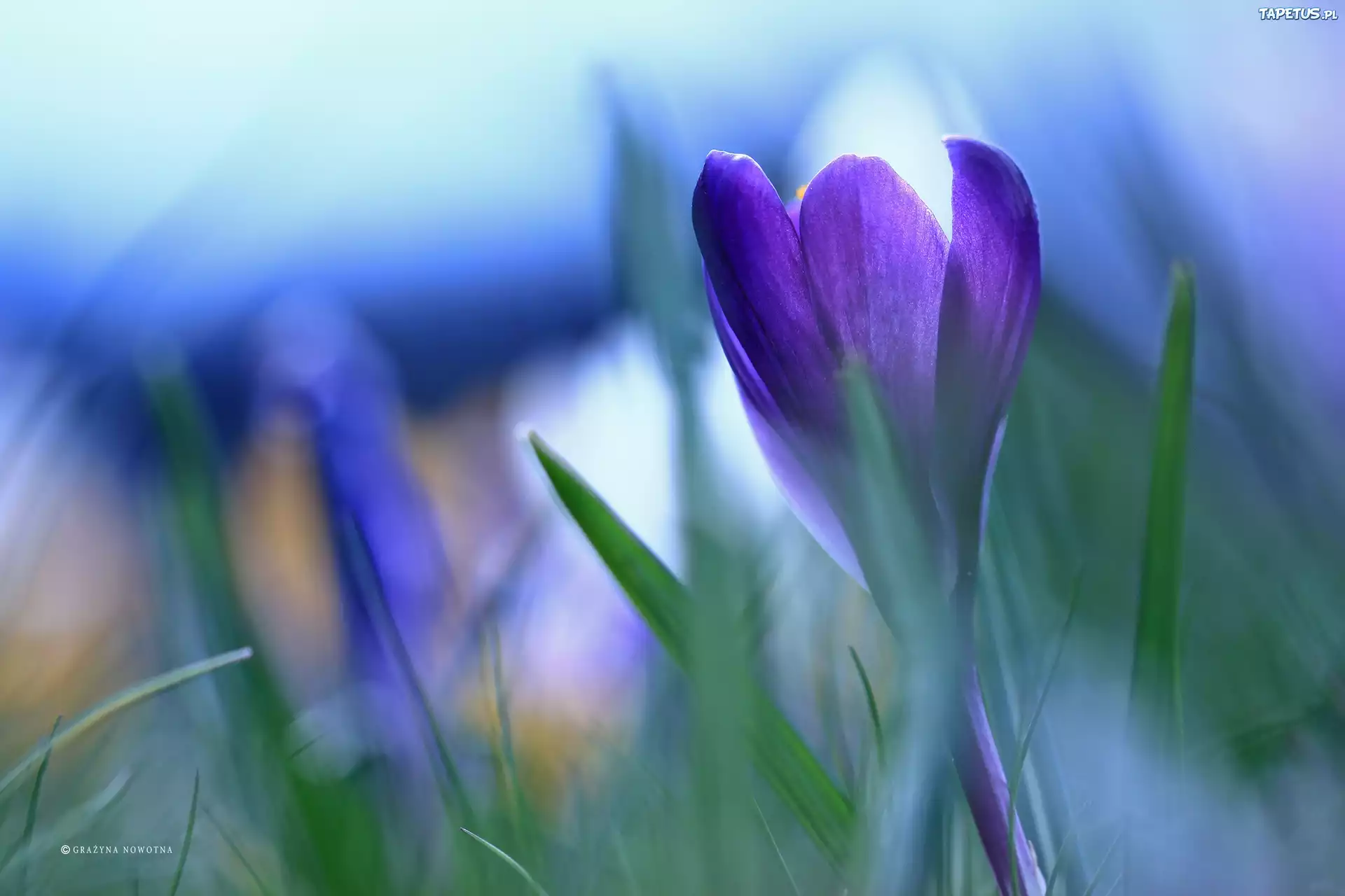 Fioletowy, Krokus, Kwiat