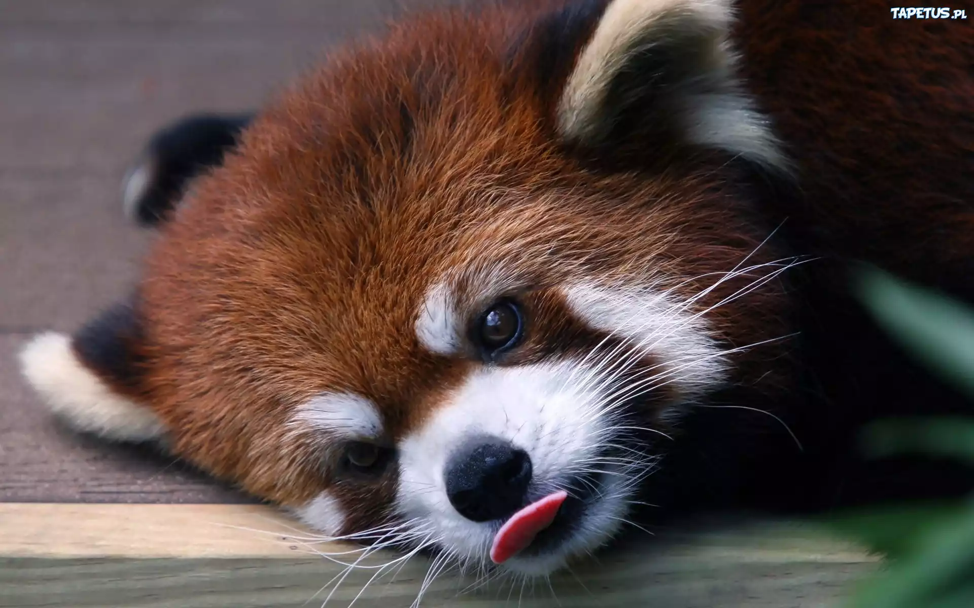 Odpoczywająca, Czerwona, Panda, Jężyk