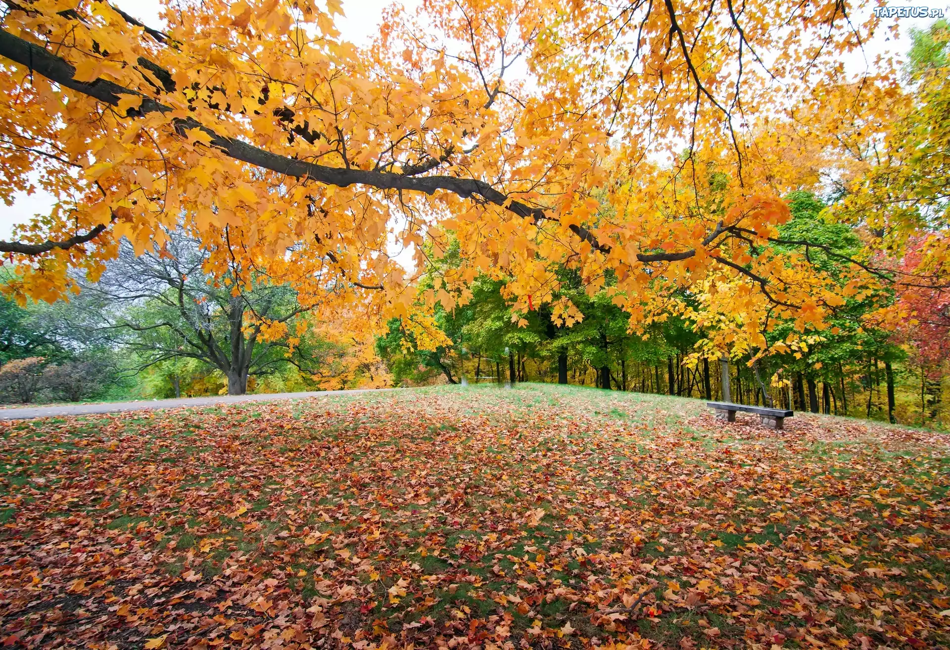 Jesień, Park, Ławeczka