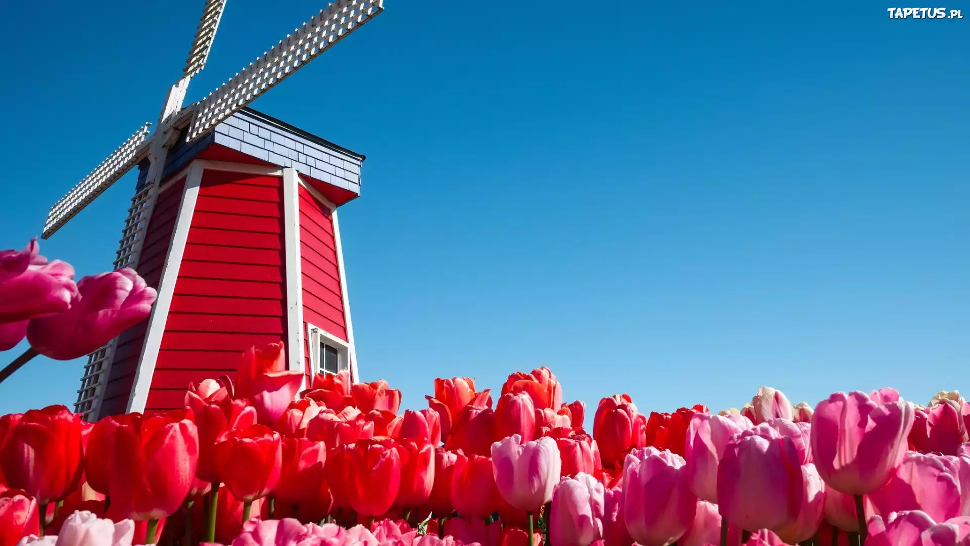 Wiatrak, Tulipany
