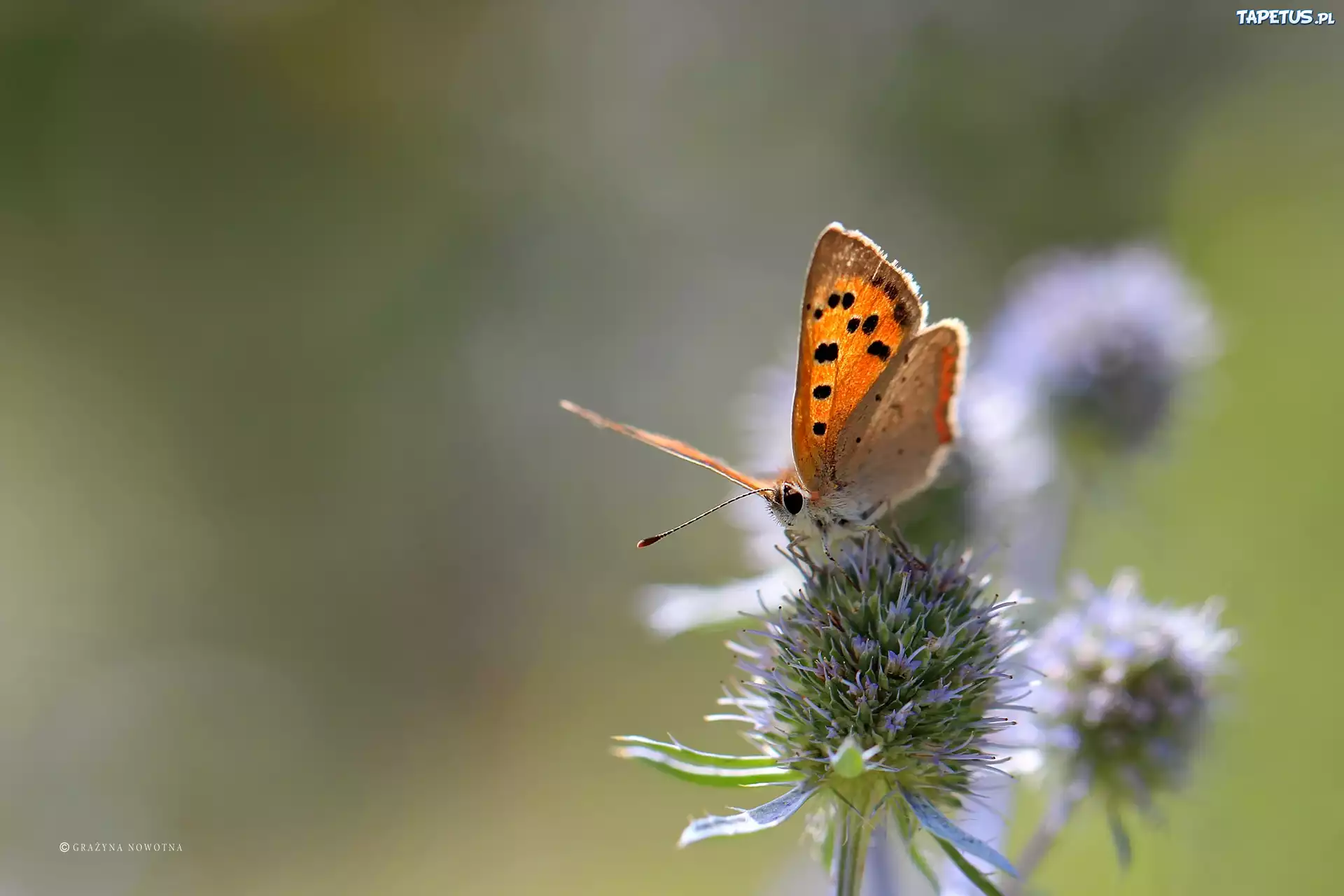 Motyl, Roślina, Mikołajek Nadmorski