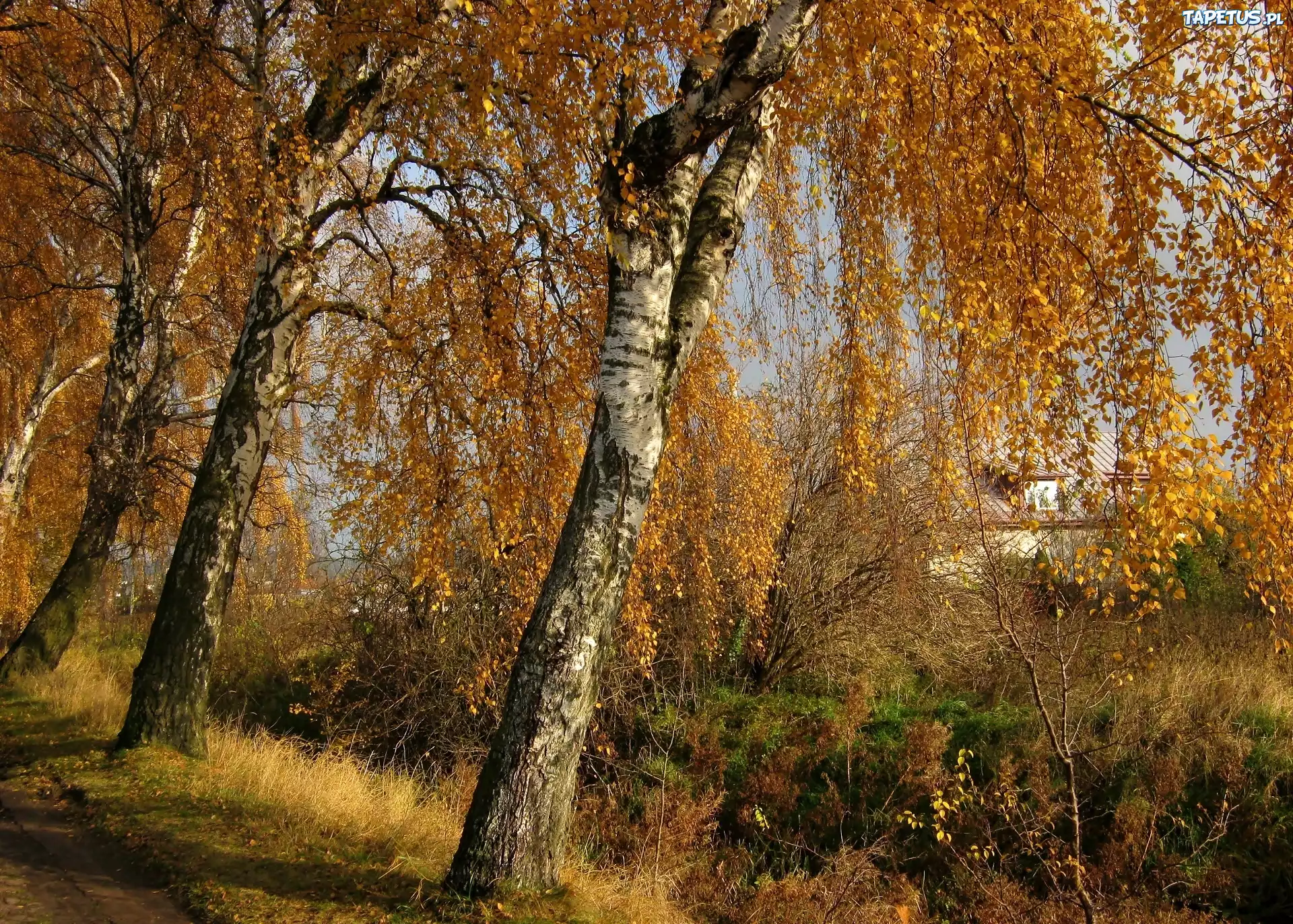 Jesień, Brzozy, Przy Drodze