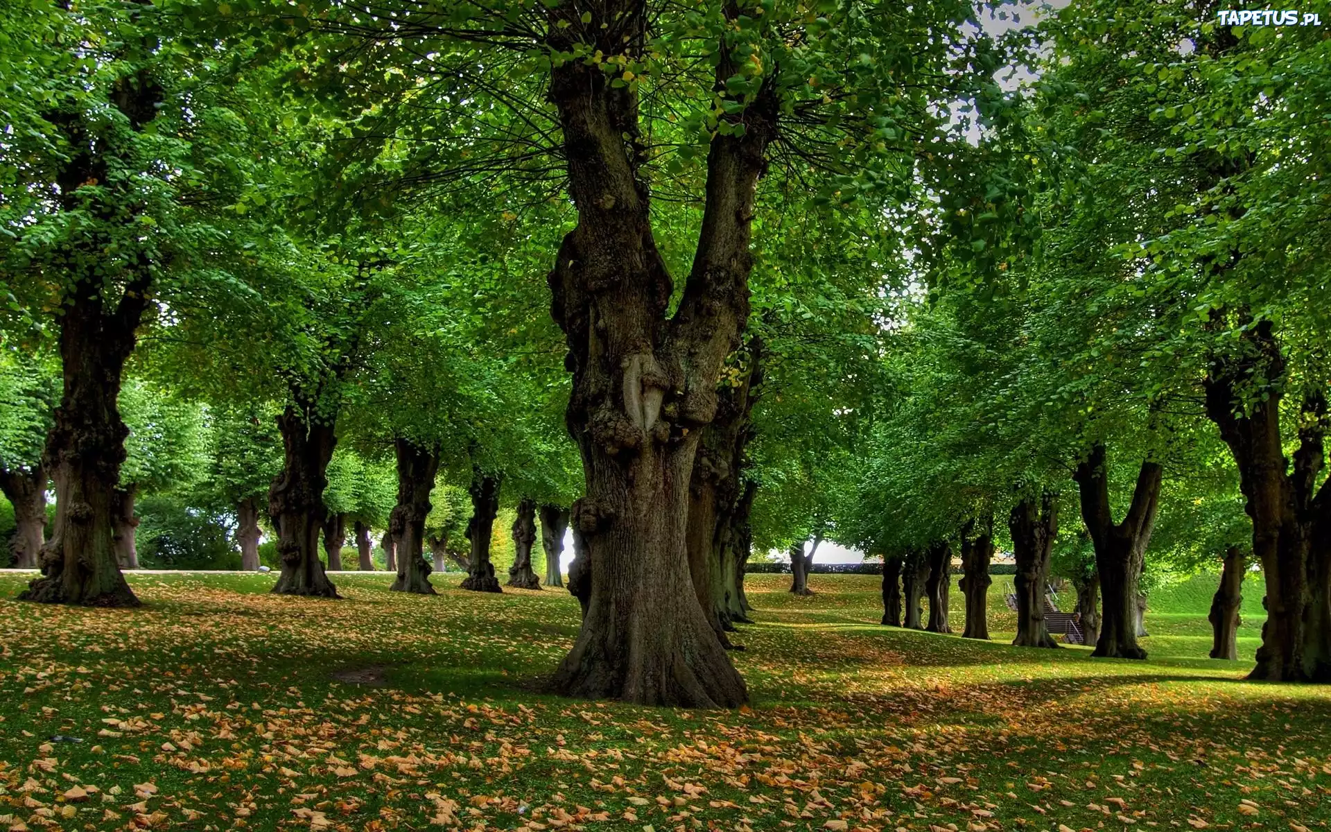 Park, Liście