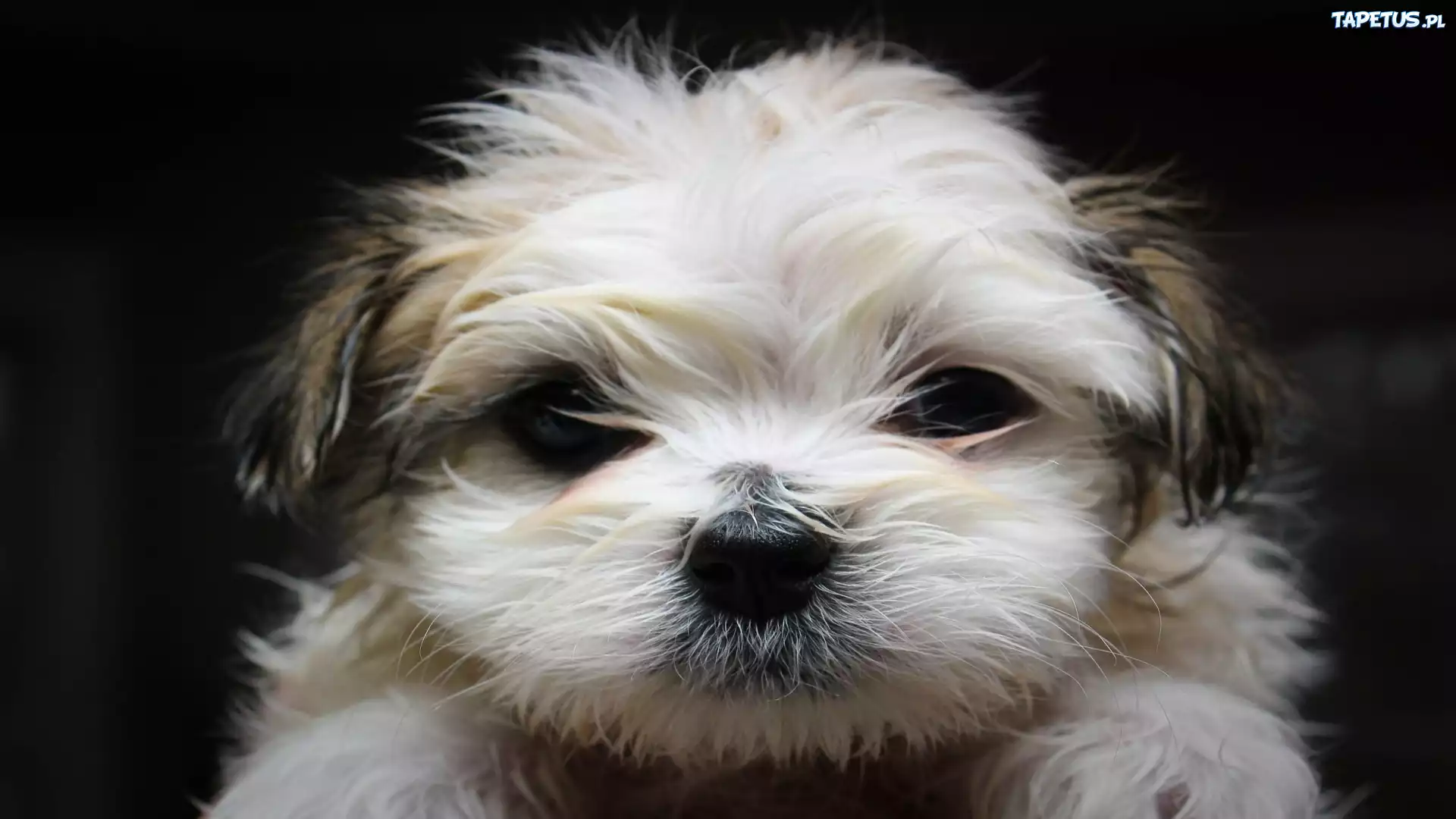 Shih Tzu, Mordka