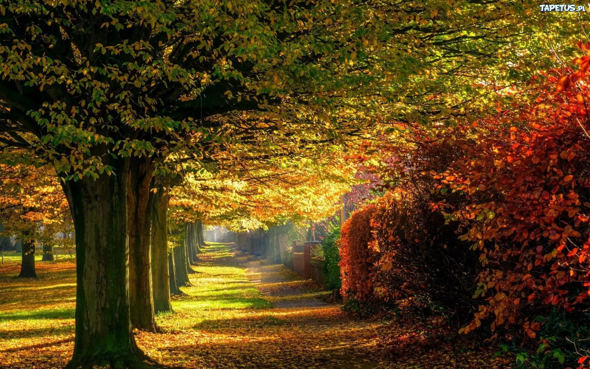 Park, Aleja, Drzewa, Liście, Przebijające, Światło, Jesień