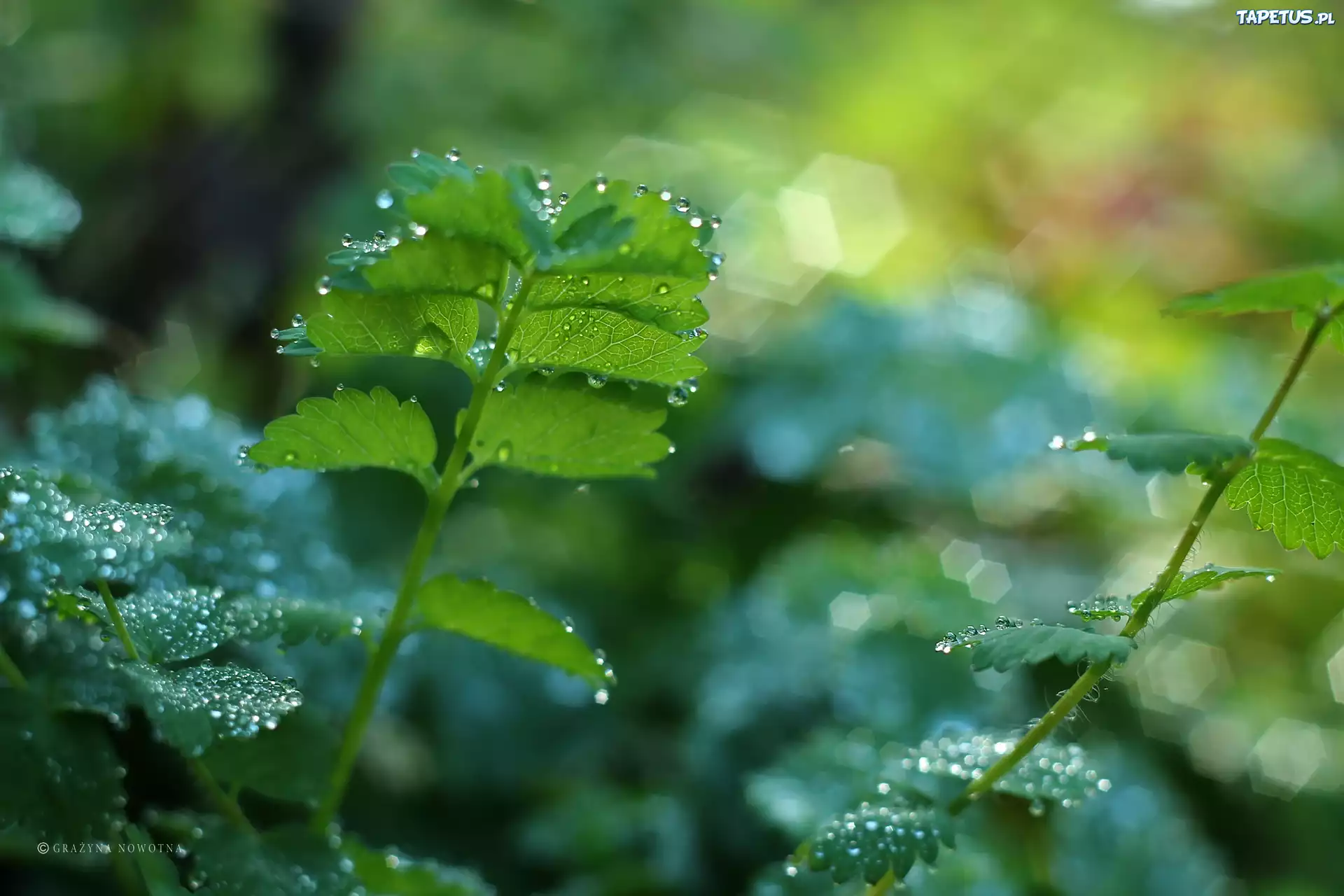 Liście, Zielone, Krople, Bokeh