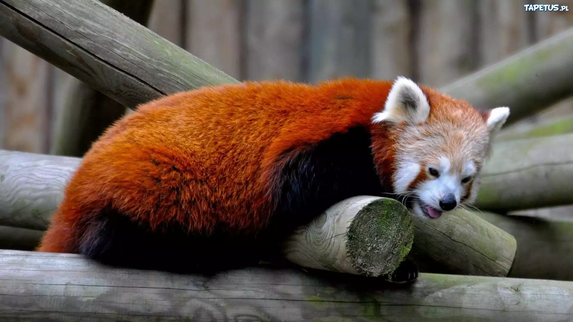 Panda, Czerwona, Belki
