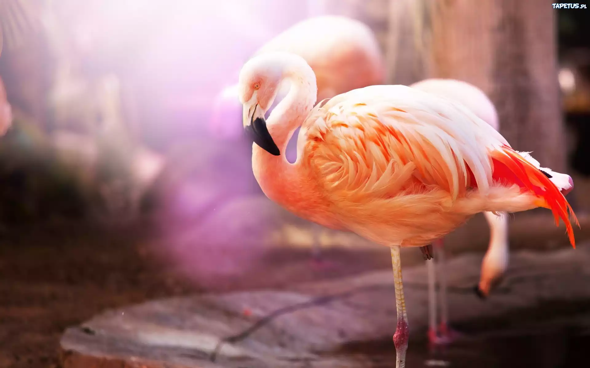 Dwa, Flamingi