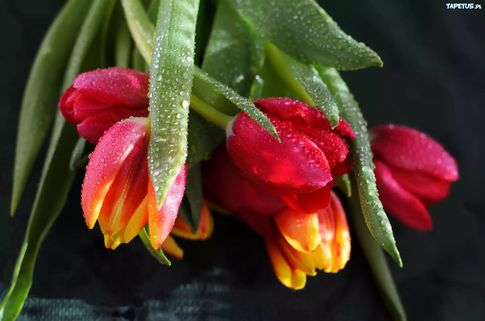 Bukiet, Tulipanów, Krople, Rosy