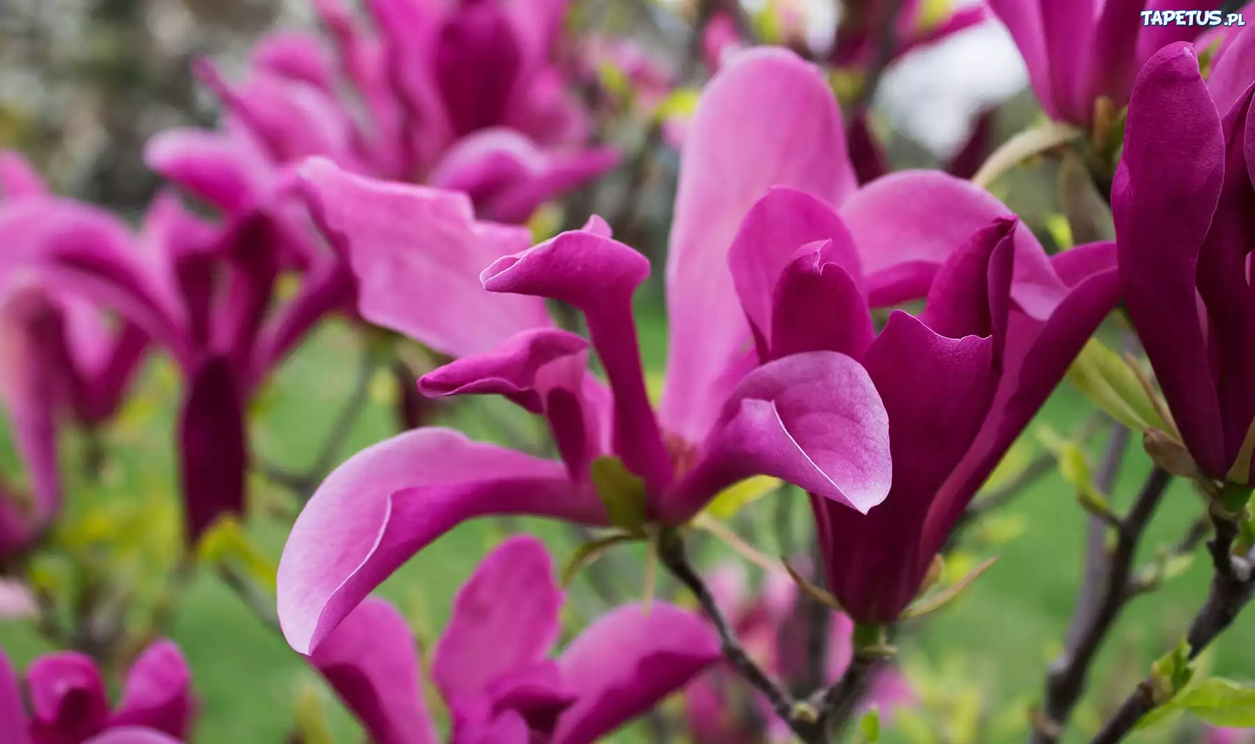 Purpurowa, Magnolia