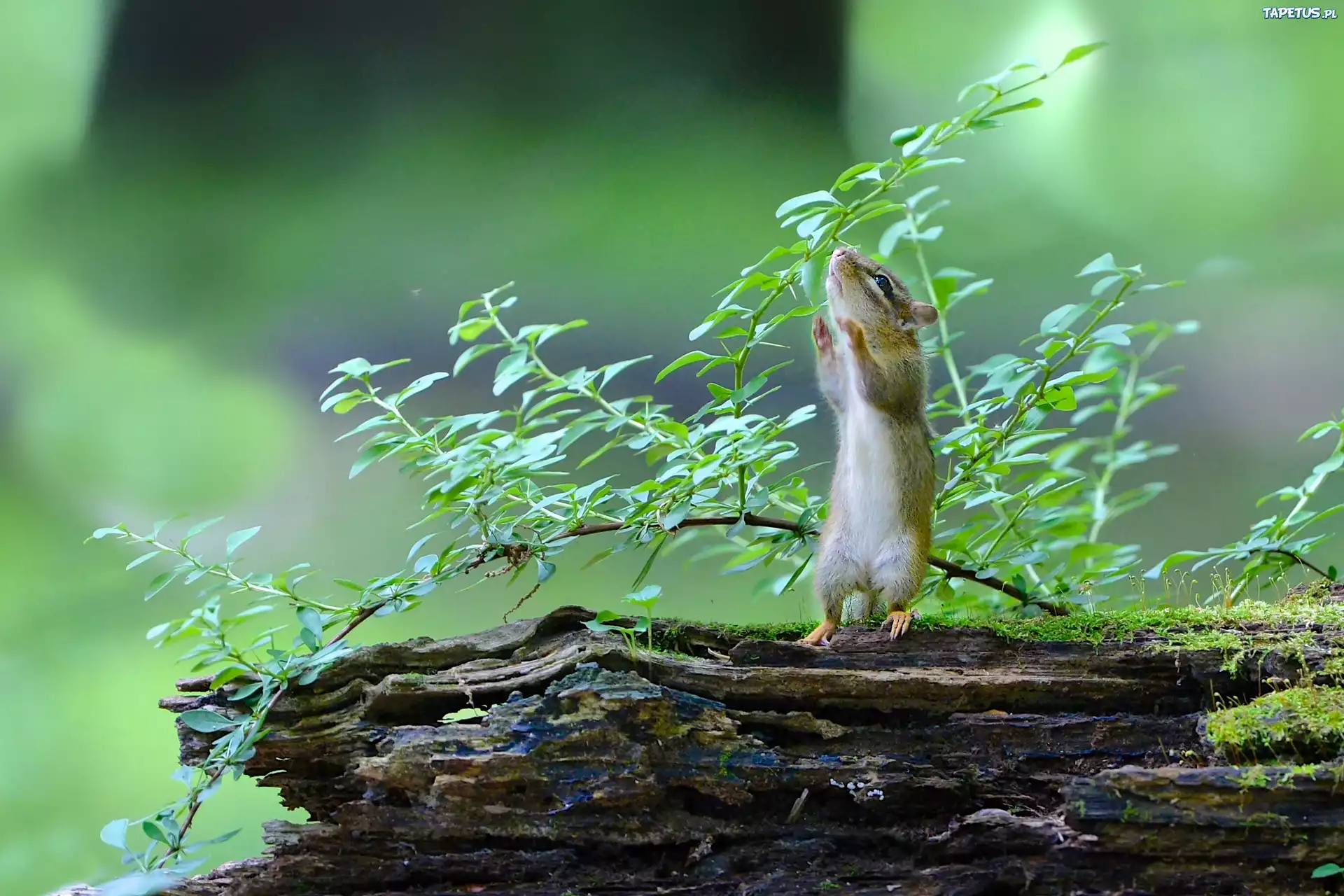 Wiewiórka, Chipmunk, Drzewo, Gałąź, Liście