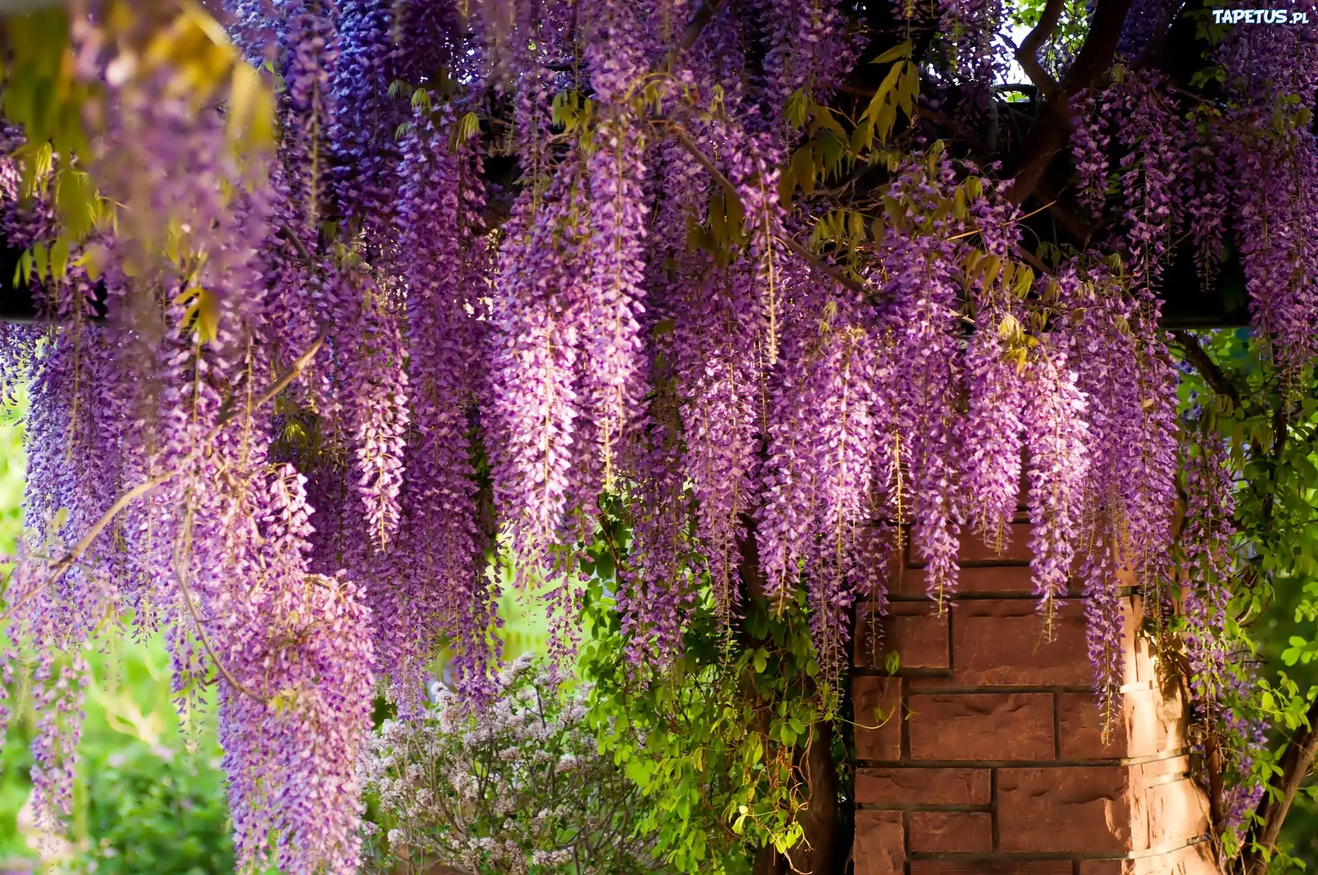 Kwiaty, Wiszące, Wisteria