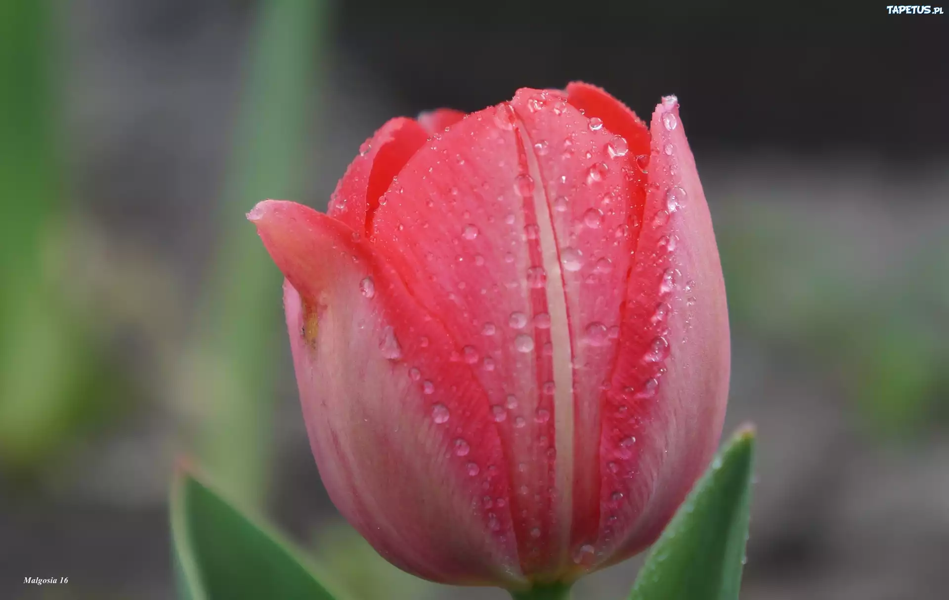 Tulipan, Płatki, Krople, Rosa, Makro