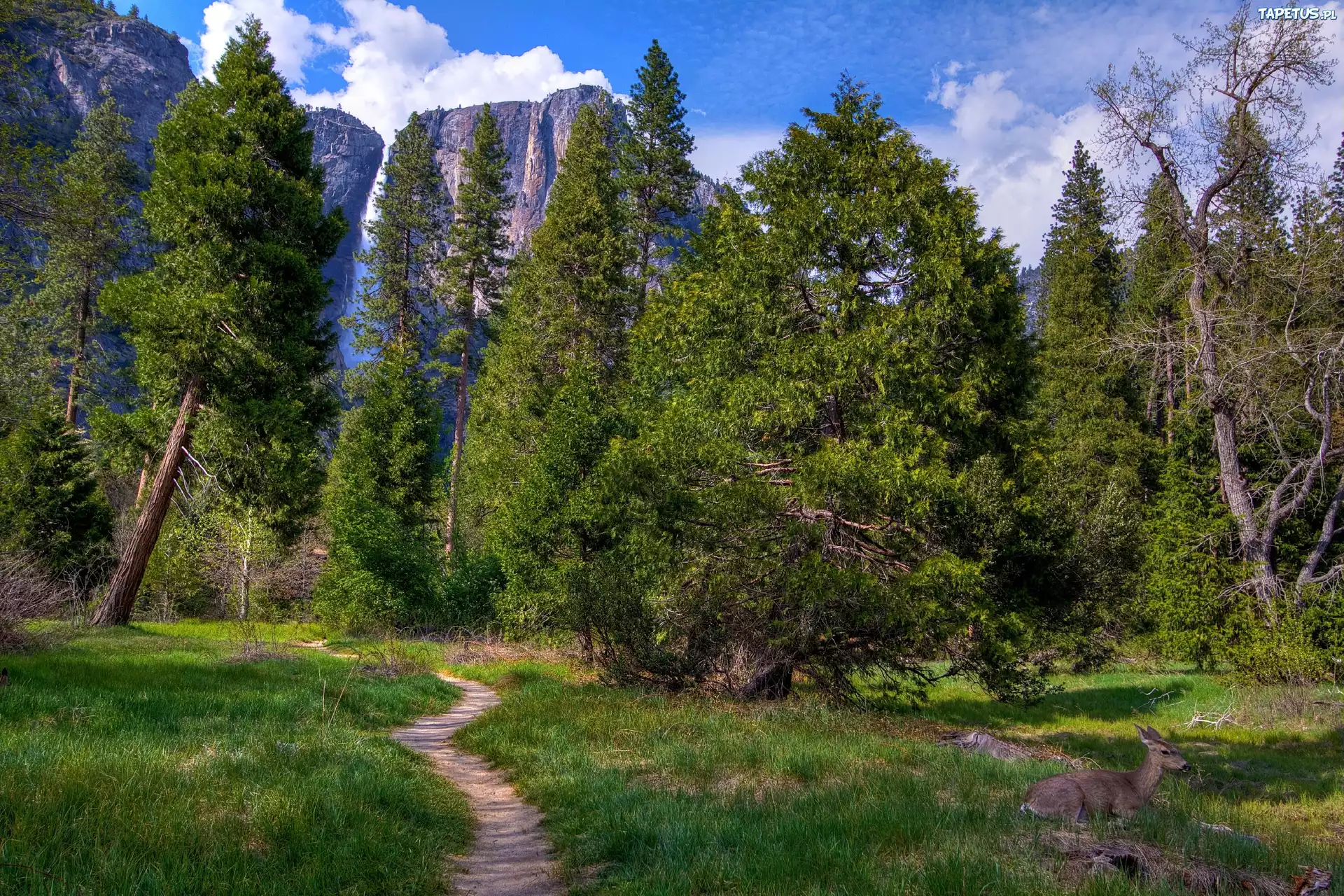 Góry, Las, Yosemite, Kalifornia