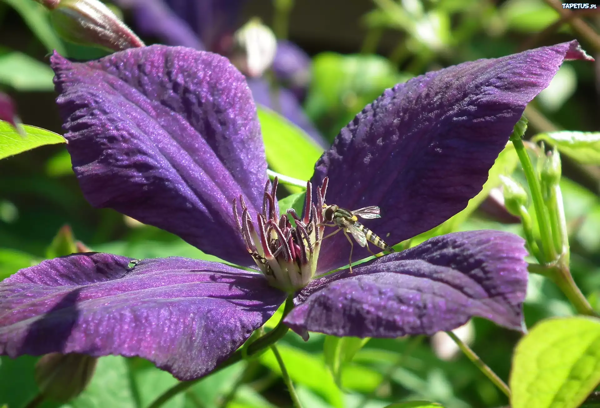 Przyroda, Kwiat, Clematis