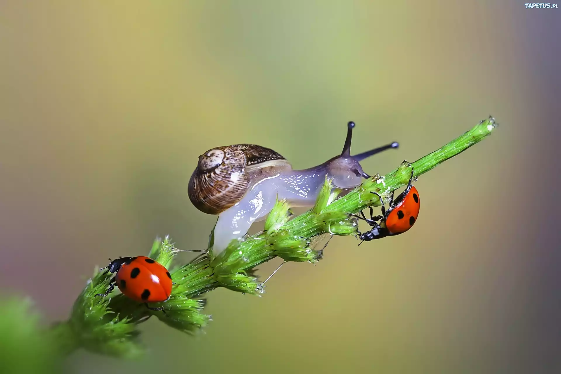 макро природа улитка животное без смс