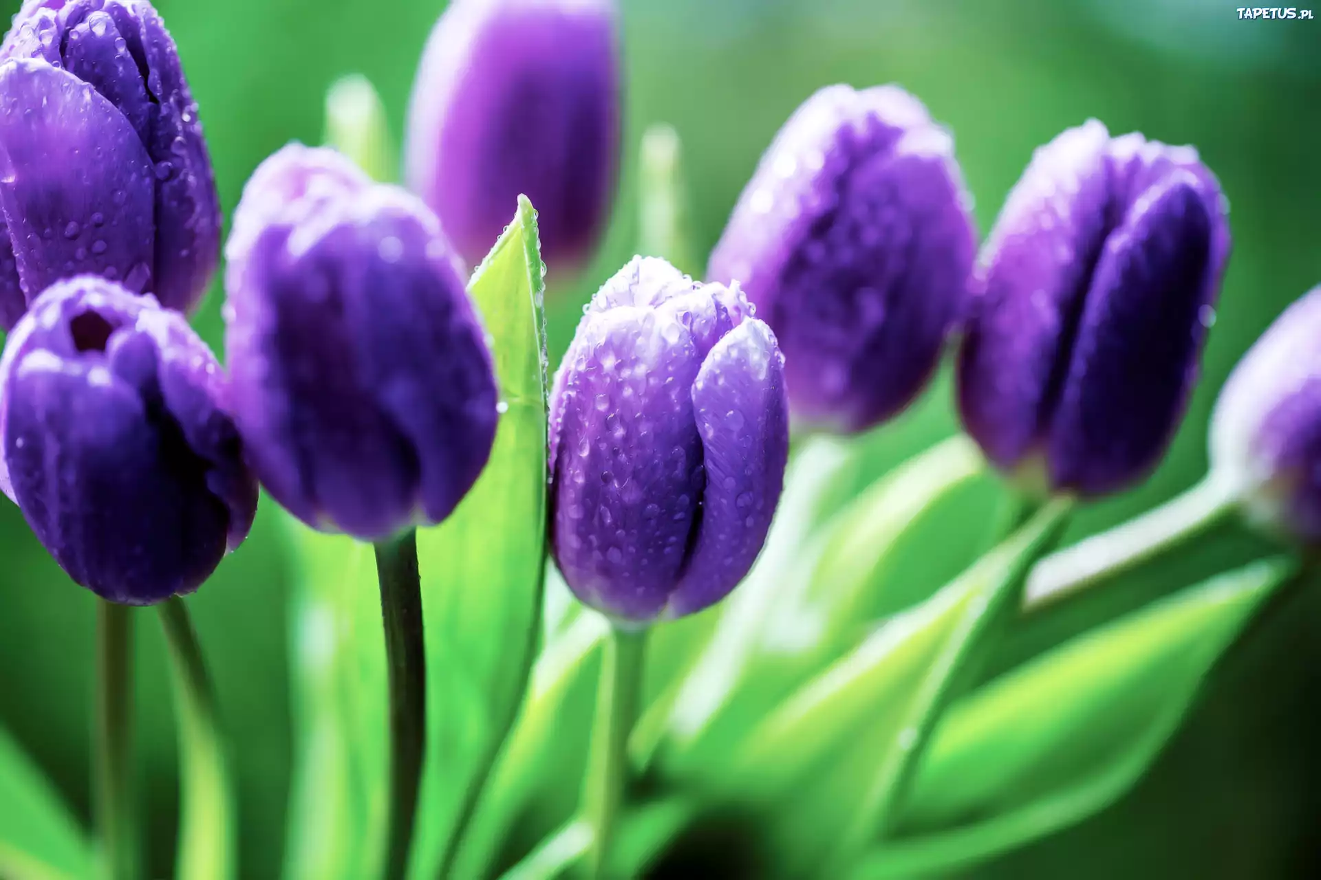 Fioletowe, Tulipany, Krople, Deszczu