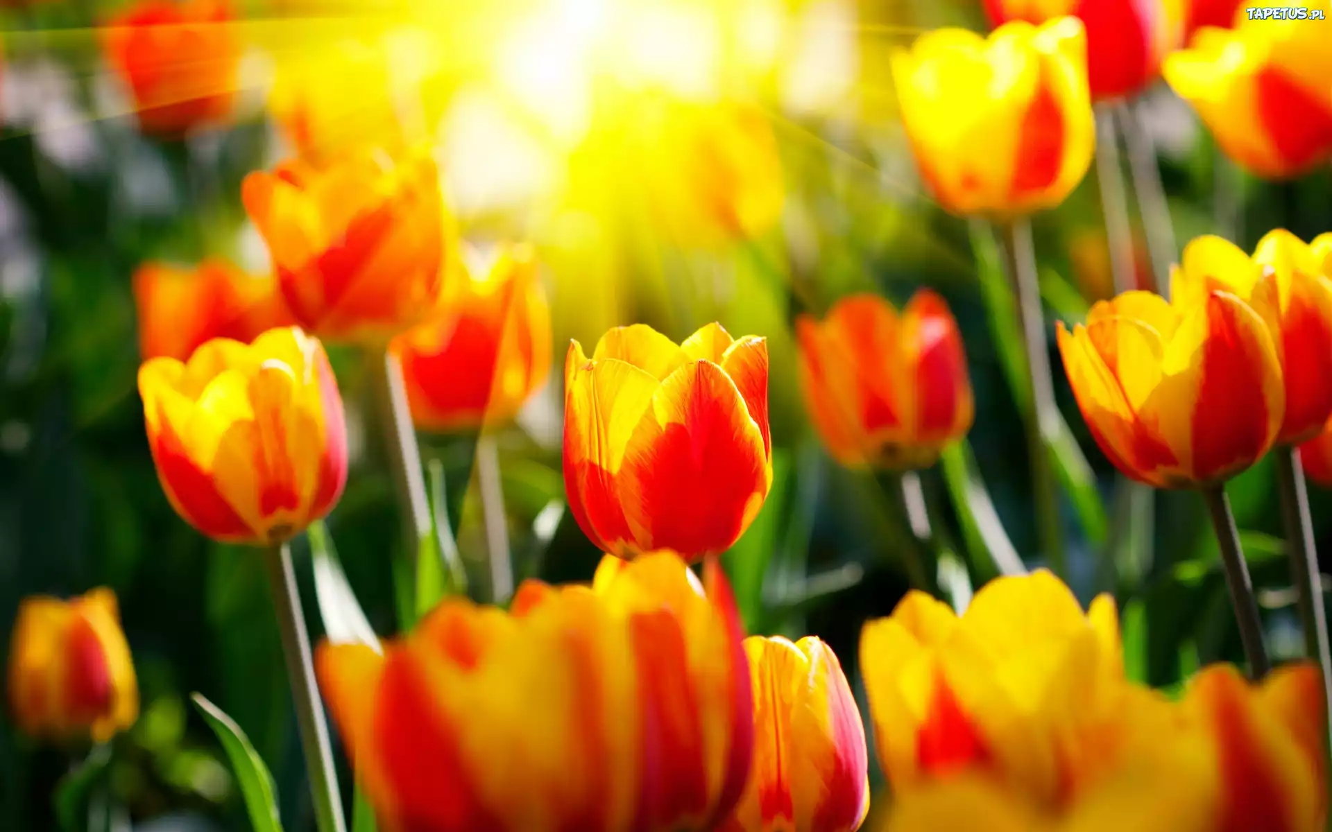 Słońce, Tulipany, Trawa