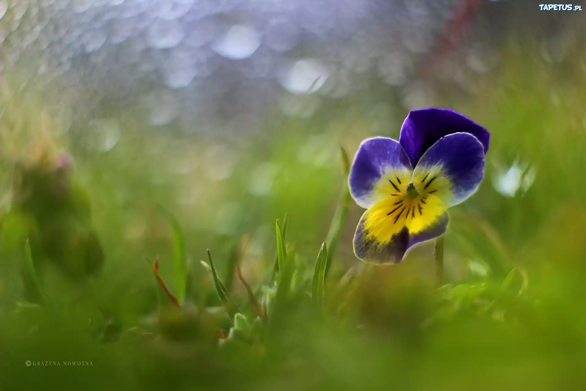 Bratek, Kwiat, Bokeh
