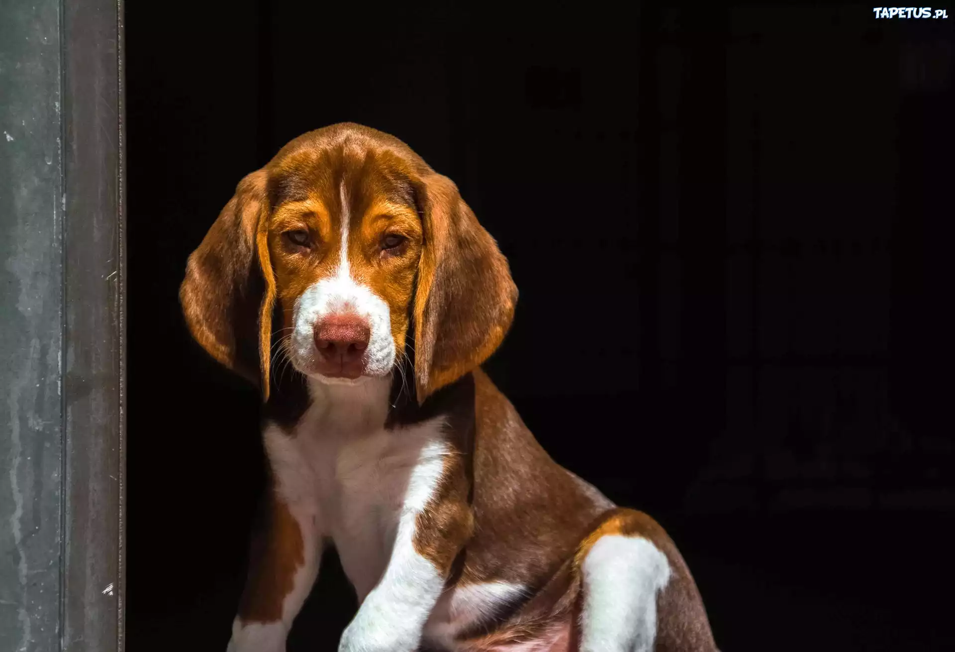 Pies, Szczeniak, Beagle