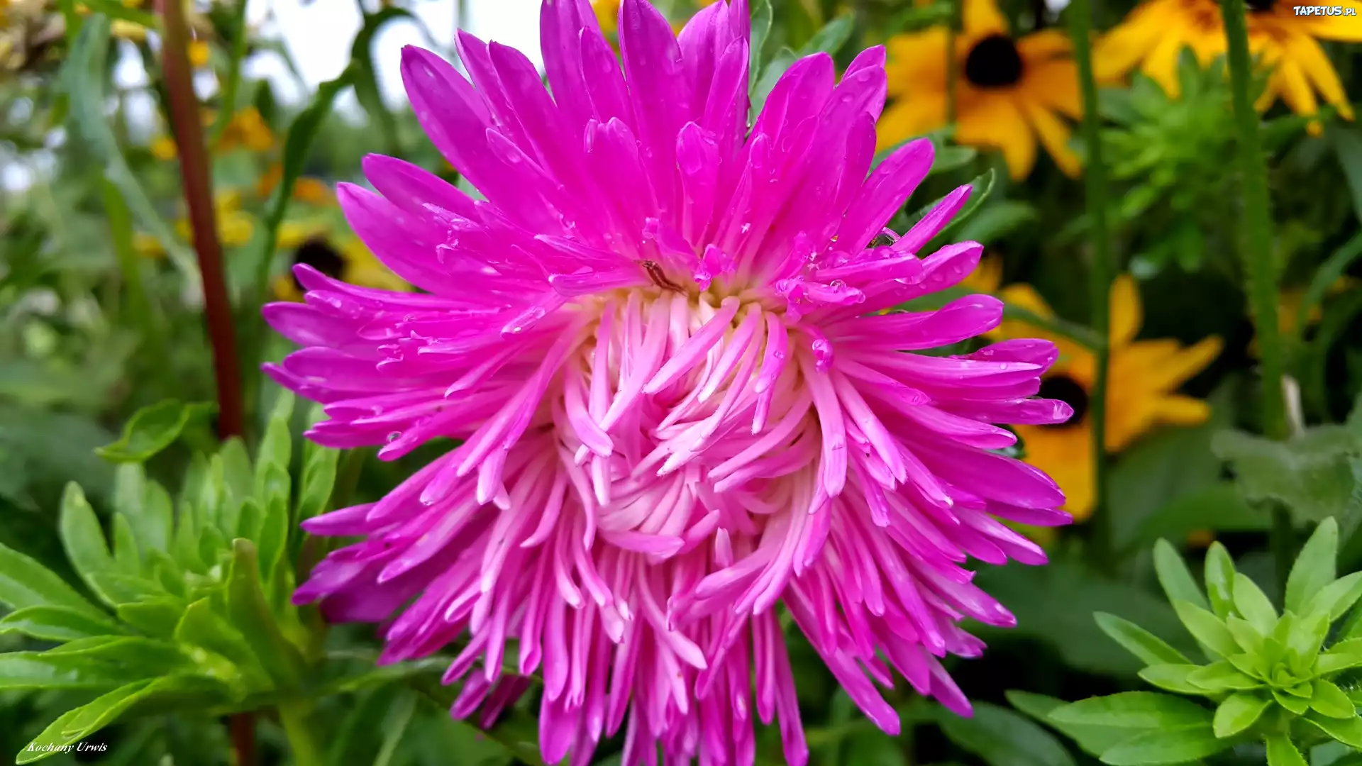 Purpurowy, Aster, Krople, Deszczu