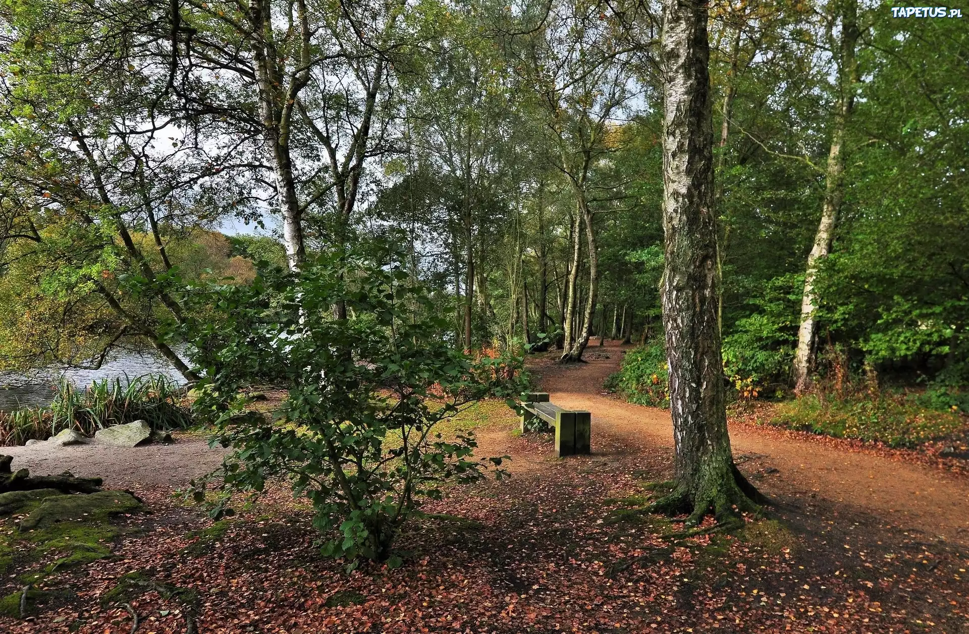 Park, Droga, Rzeczka, Ławka