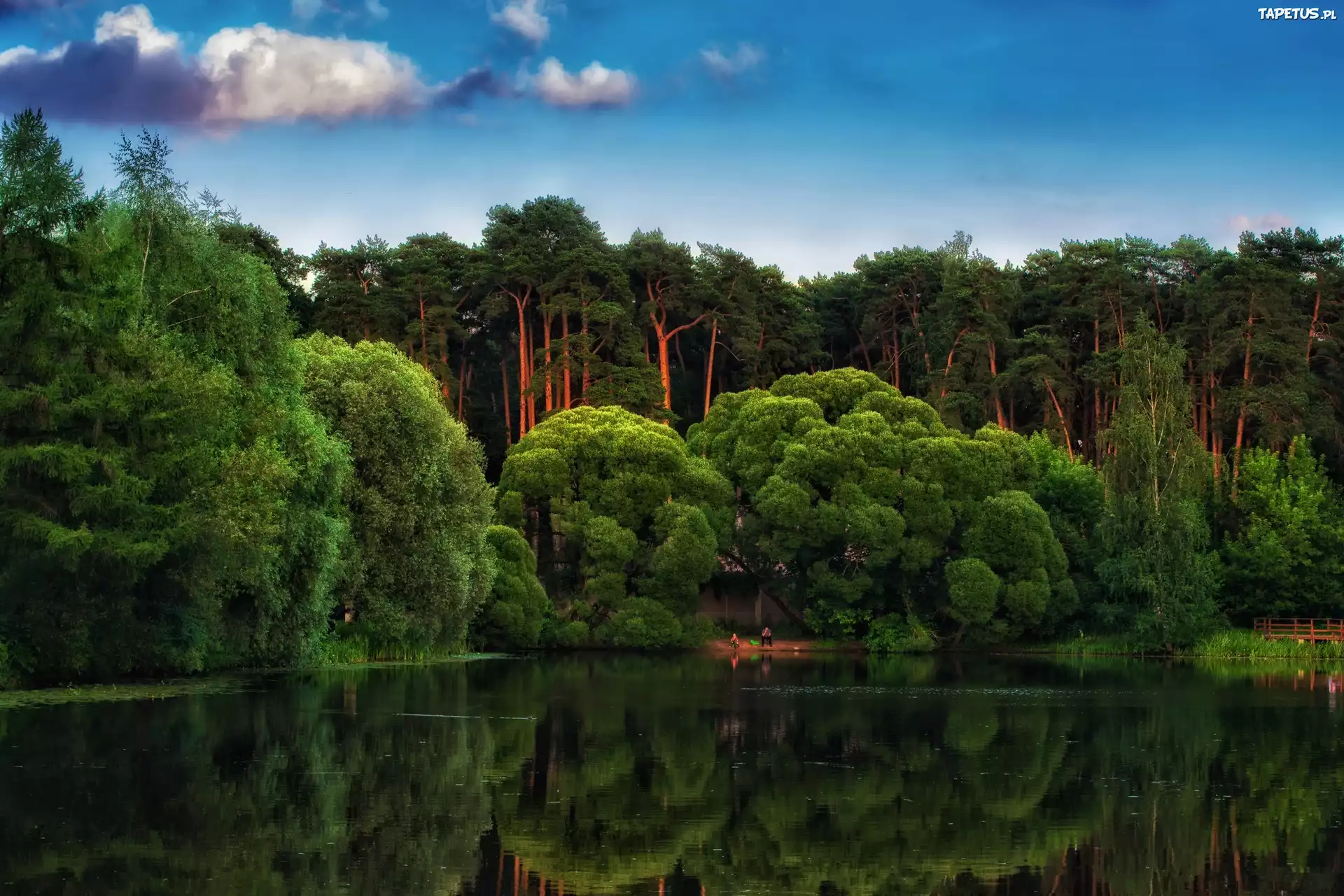 Las, Drzewa, Jezioro, Odbicie