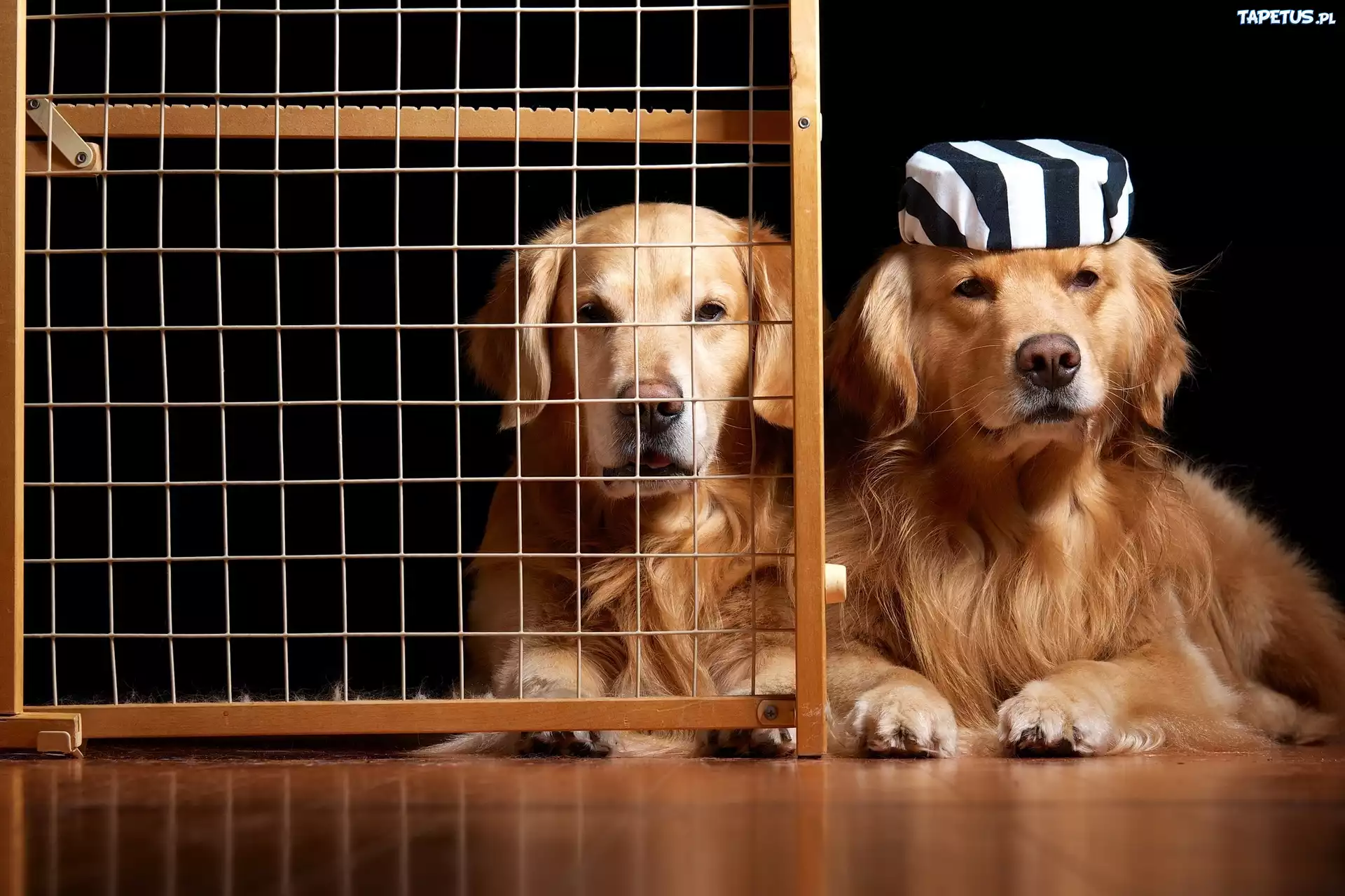 Dwa, Pieski, Golden Retriever, Krata