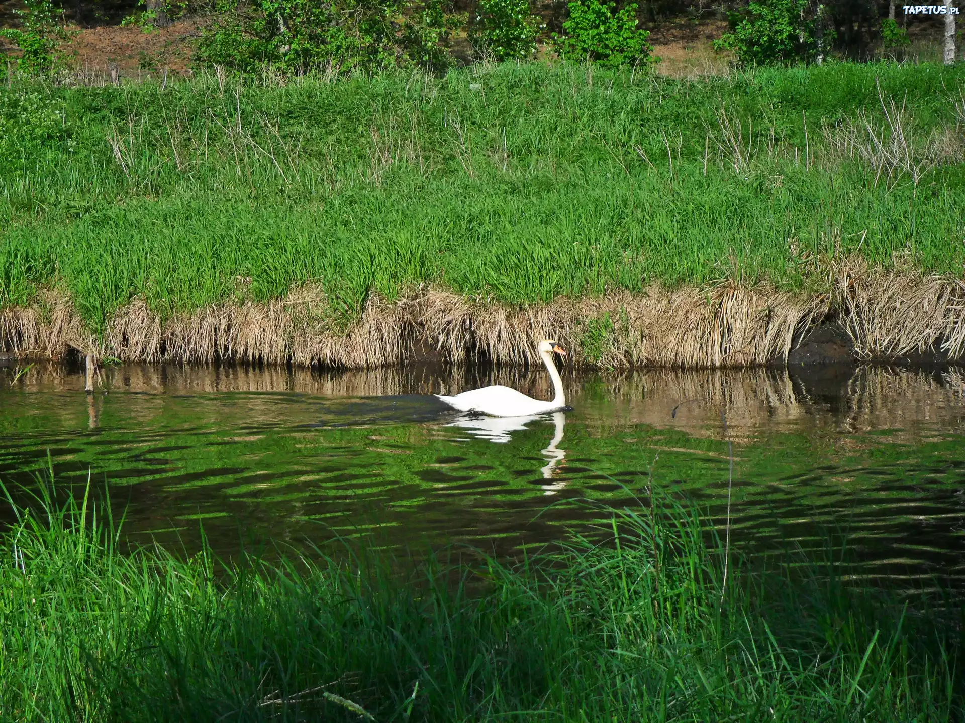 Łabędź, Rzeka