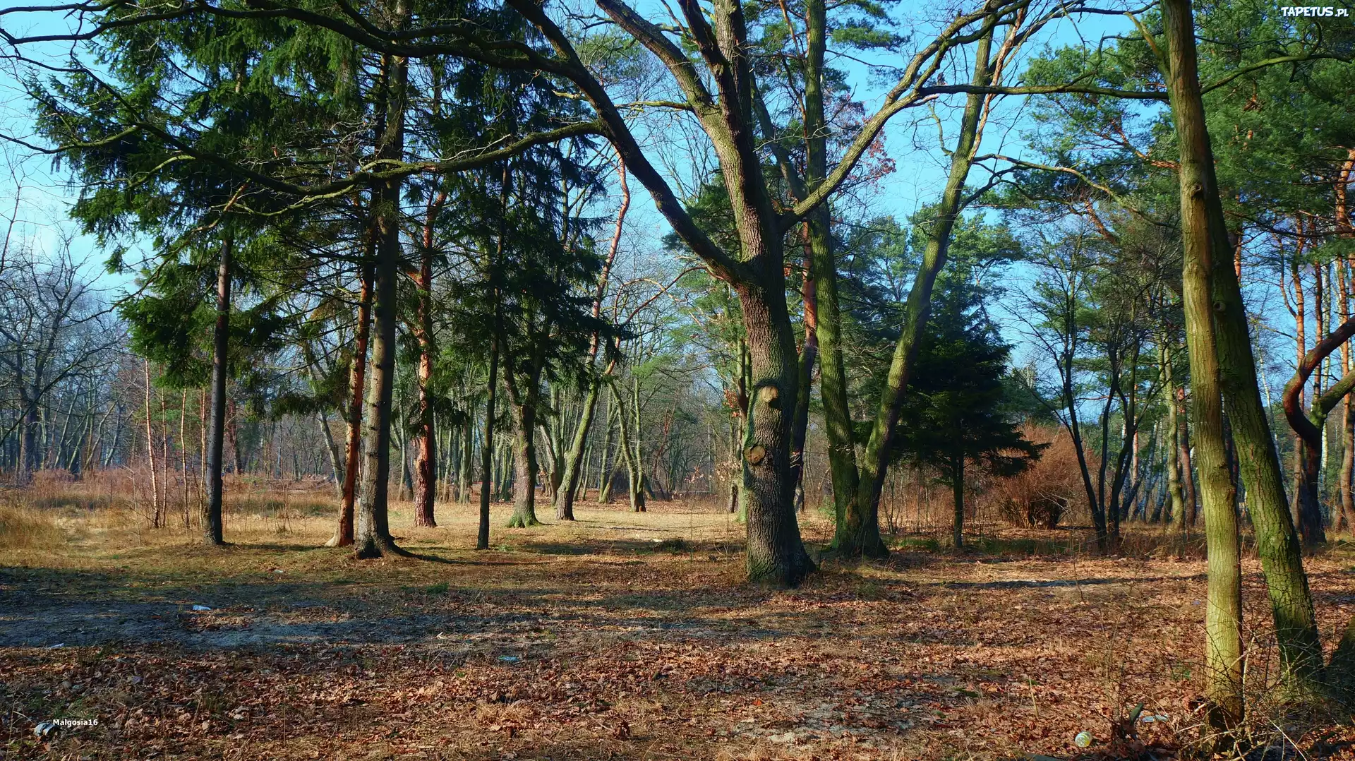 Park, Drzewa